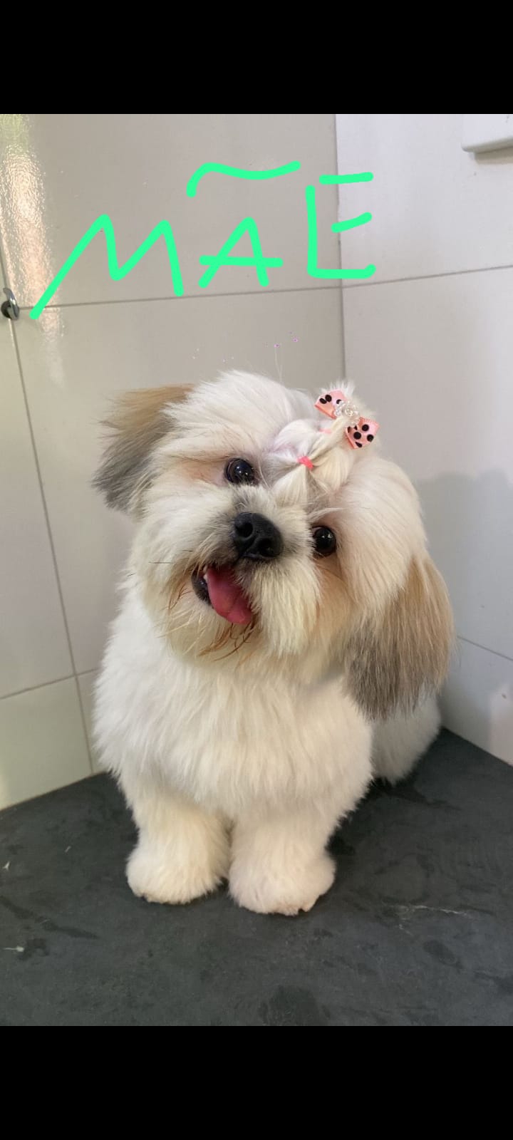 Portal Vendocão Lindo filhote de shih tzu macho, excelente genética  Belo Horizonte