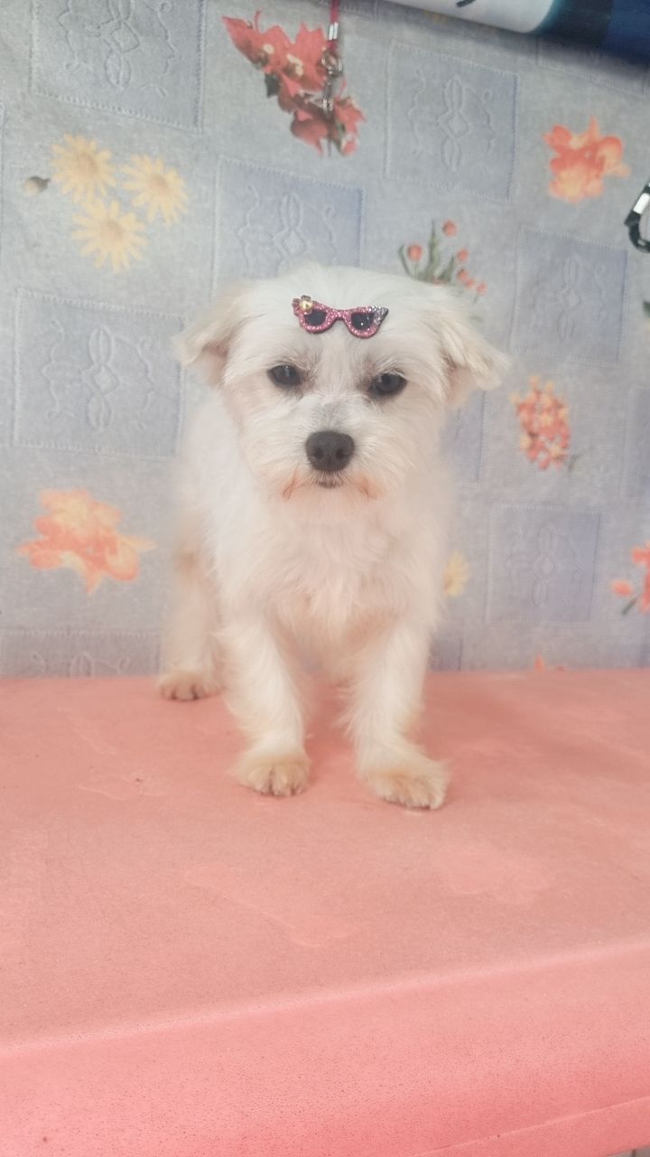 Portal Vendocão Maltes São Paulo