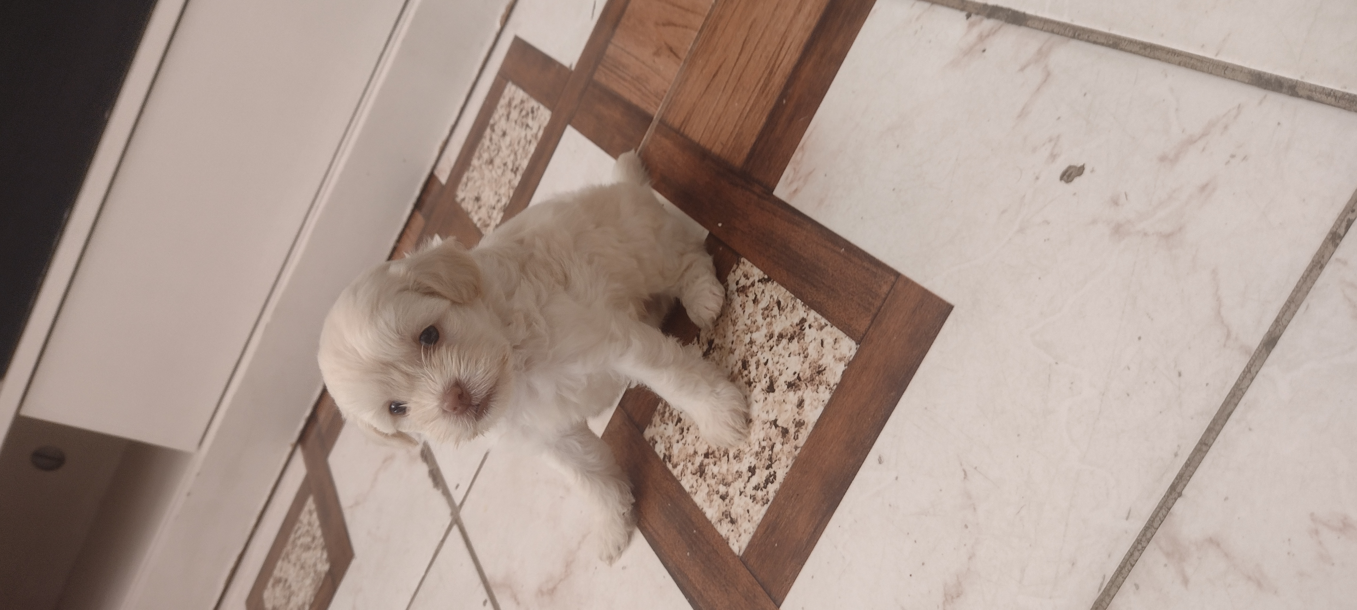 Portal Vendocão Vendo cachorro mistura Shitzu com Poodle São Luís 