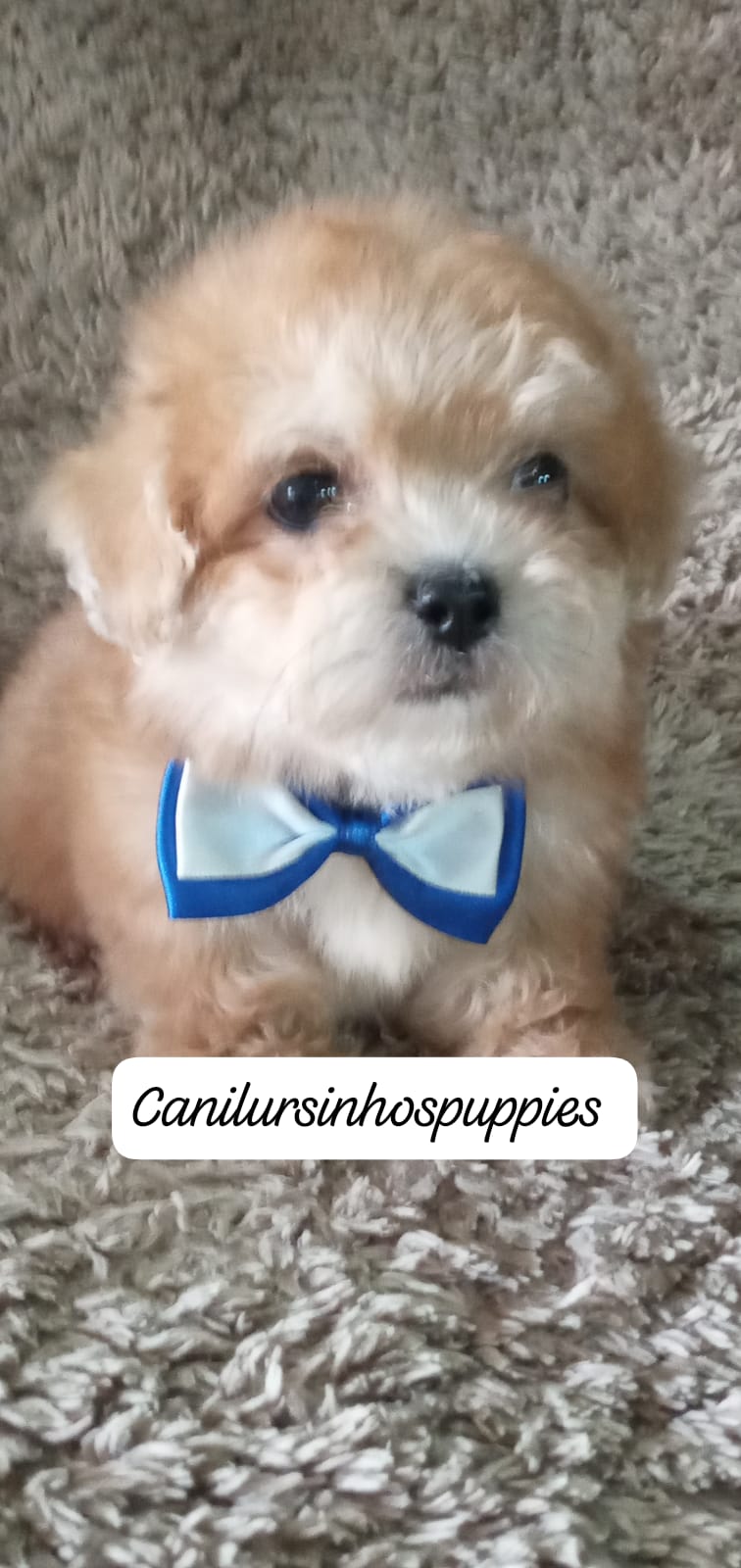 lhasa apso lindos bebes pronta entrega #canilursinhospuppies  - Foto 1