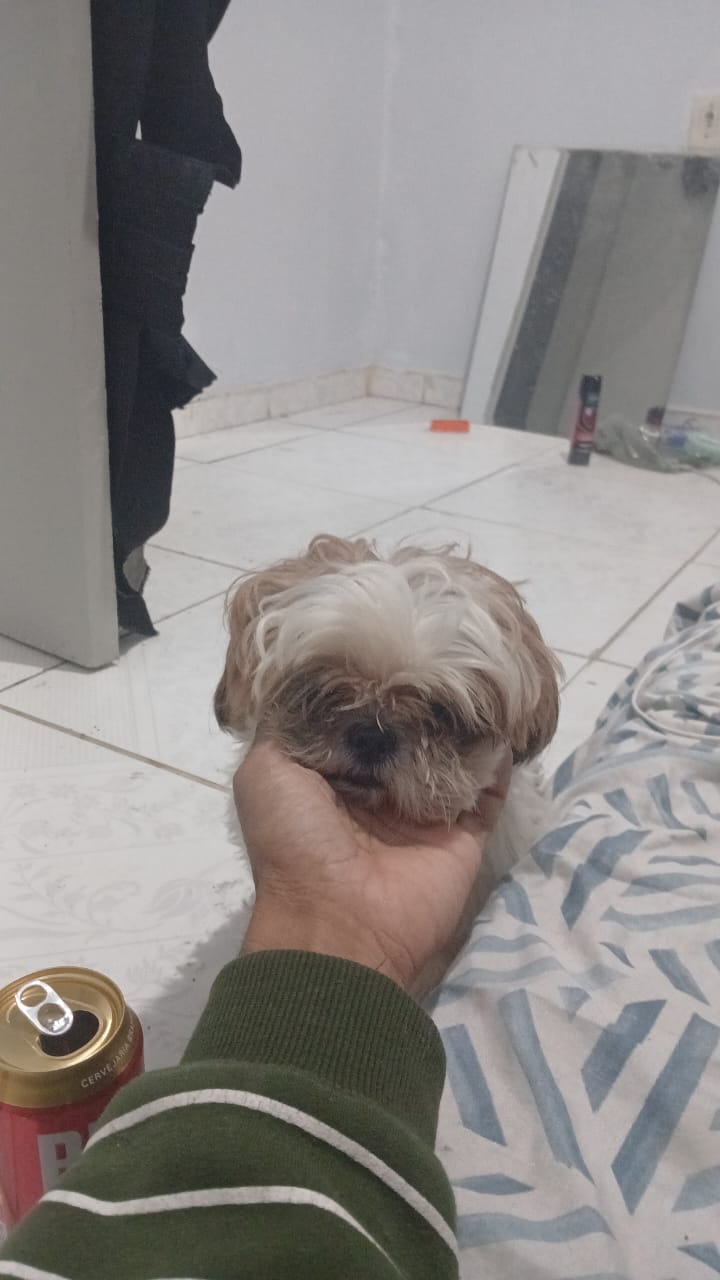 Vendo shitzu  - Foto 3