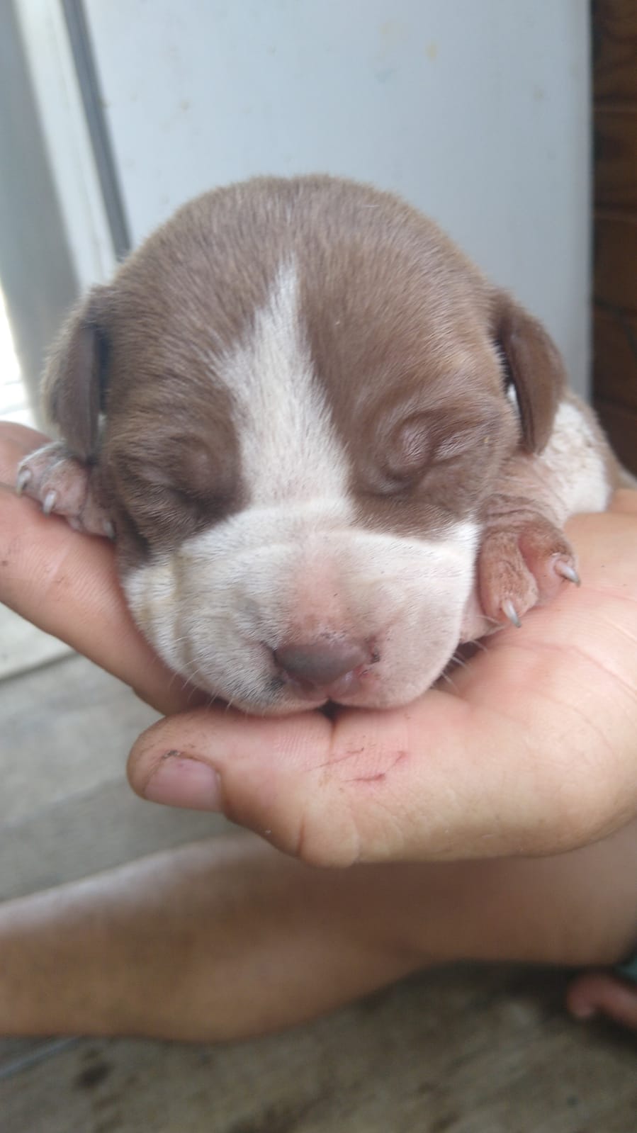 Pitbull  - Foto 1