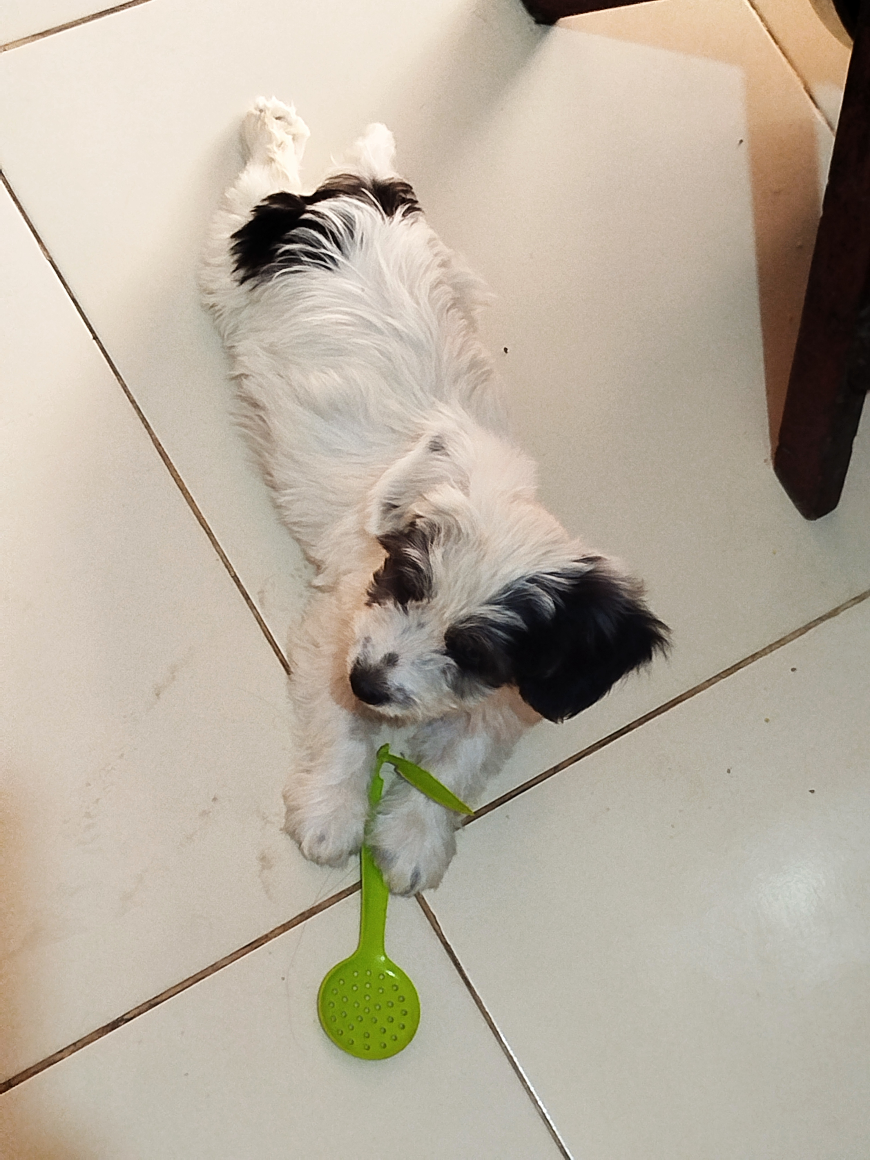 Portal Vendocão Vende-se filhote de poodle já vacinado e vermifugado  Teresina