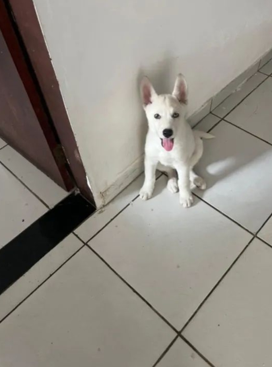 Portal Vendocão Husky Siberiano (Fêmea) Filhote  Maceió 