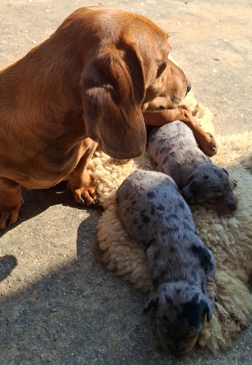 Portal Vendocão Cães  Porto Feliz SP 