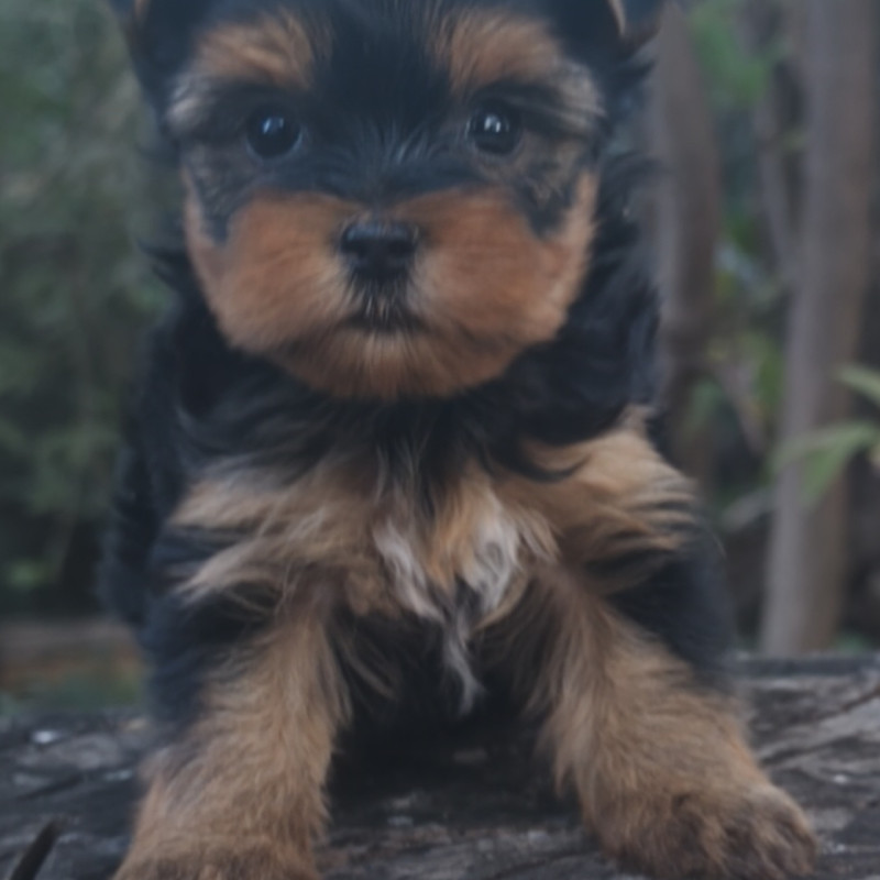 Lindos Filhotes de Yorkshire com Pedigree - Foto 1