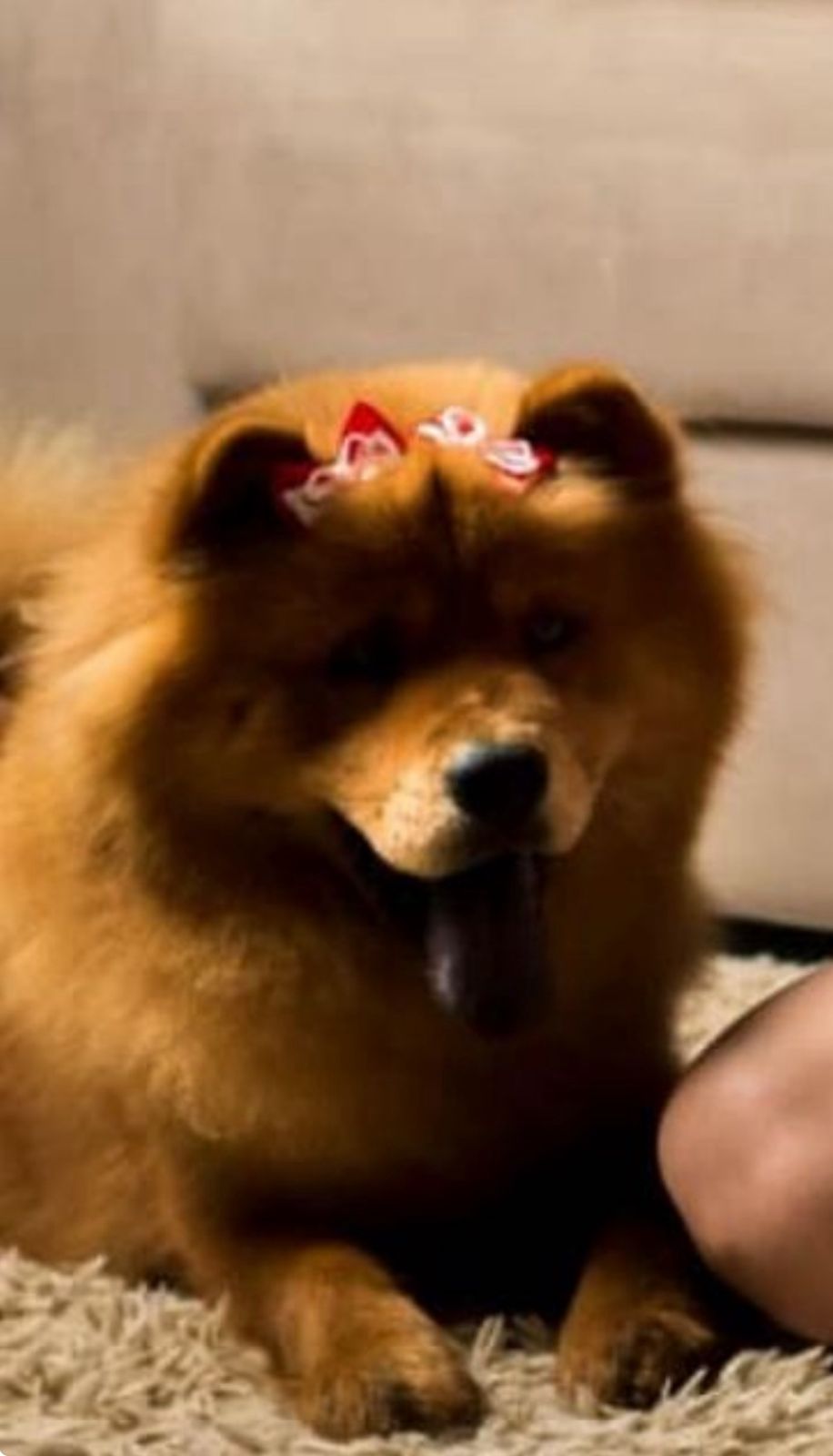 Portal Vendocão Filhotes de chow chow  Salvador