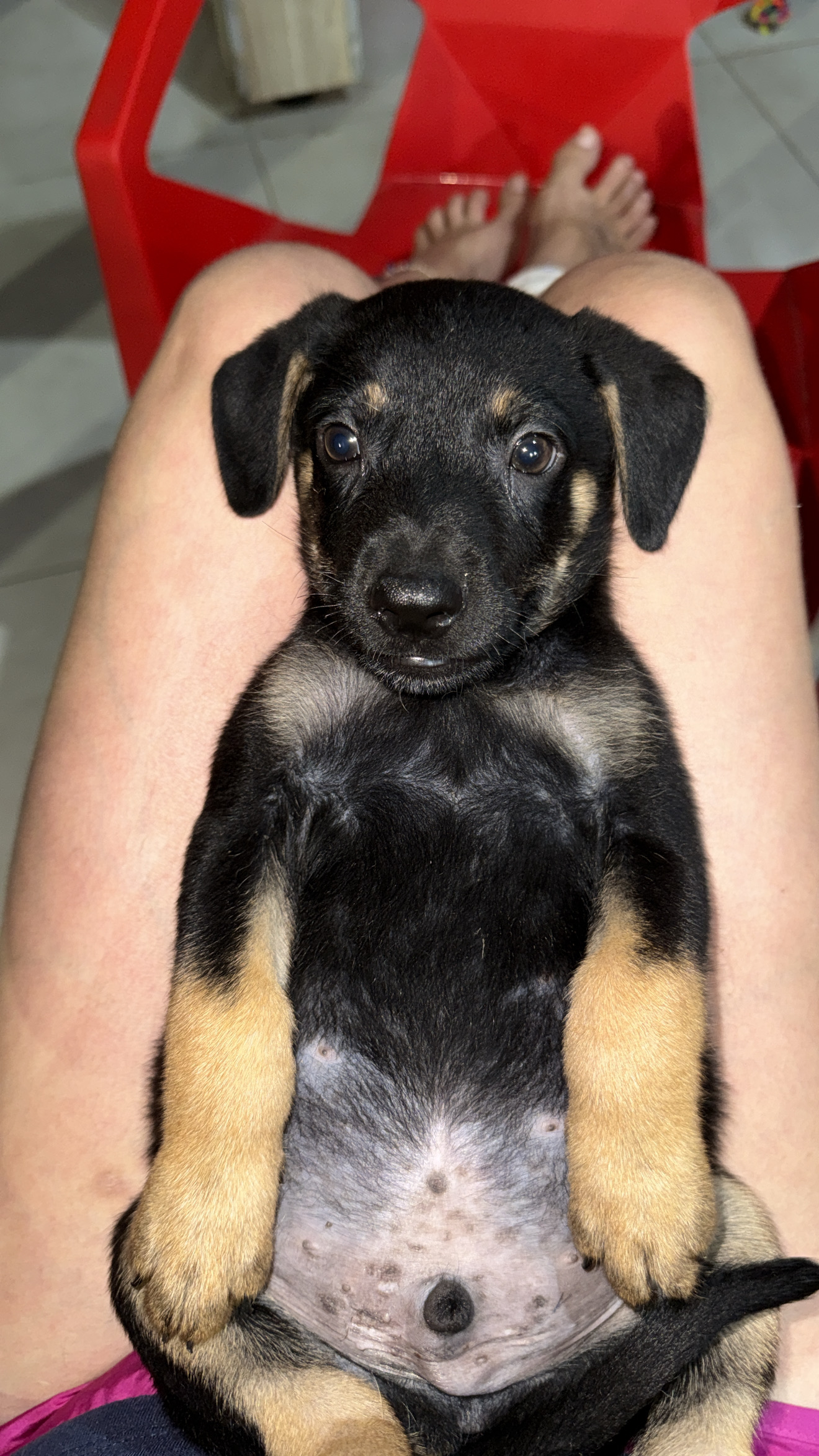 Pastor alemão com Rottweiler