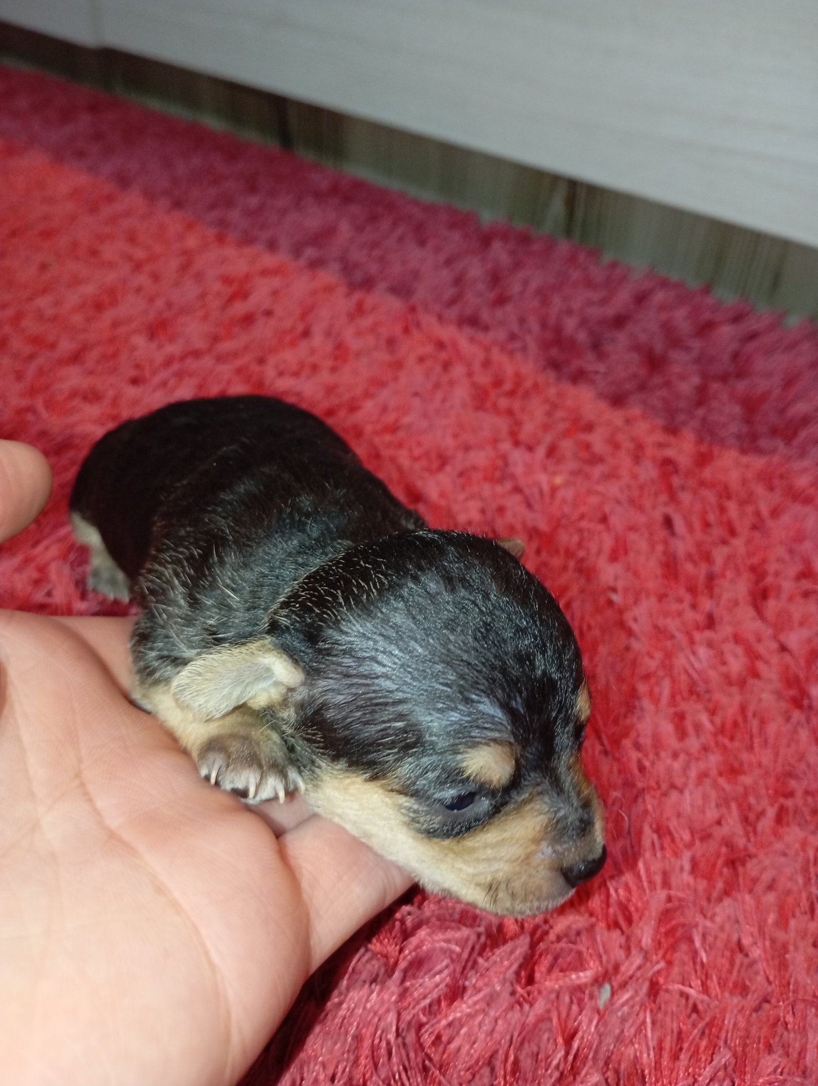 Vende-se Filhotes de Pinscher Miniatura (Machos) - Foto 2