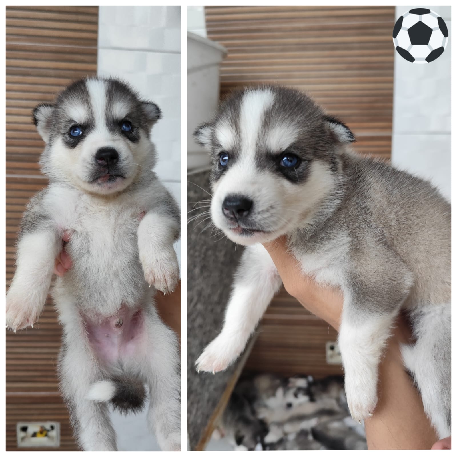 Portal Vendocão Husky siberiano  Recife - PE