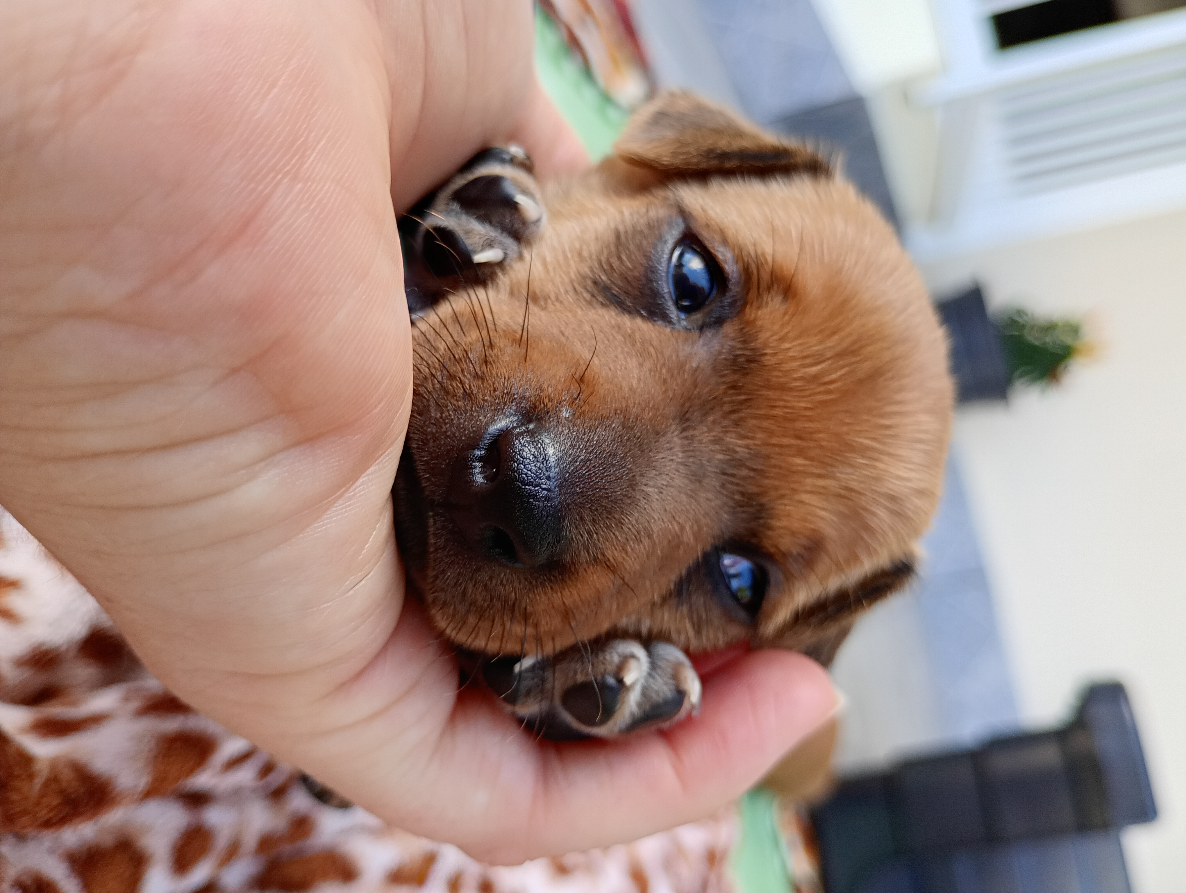 Vendo Filhotes de Pinscher  - Foto 3