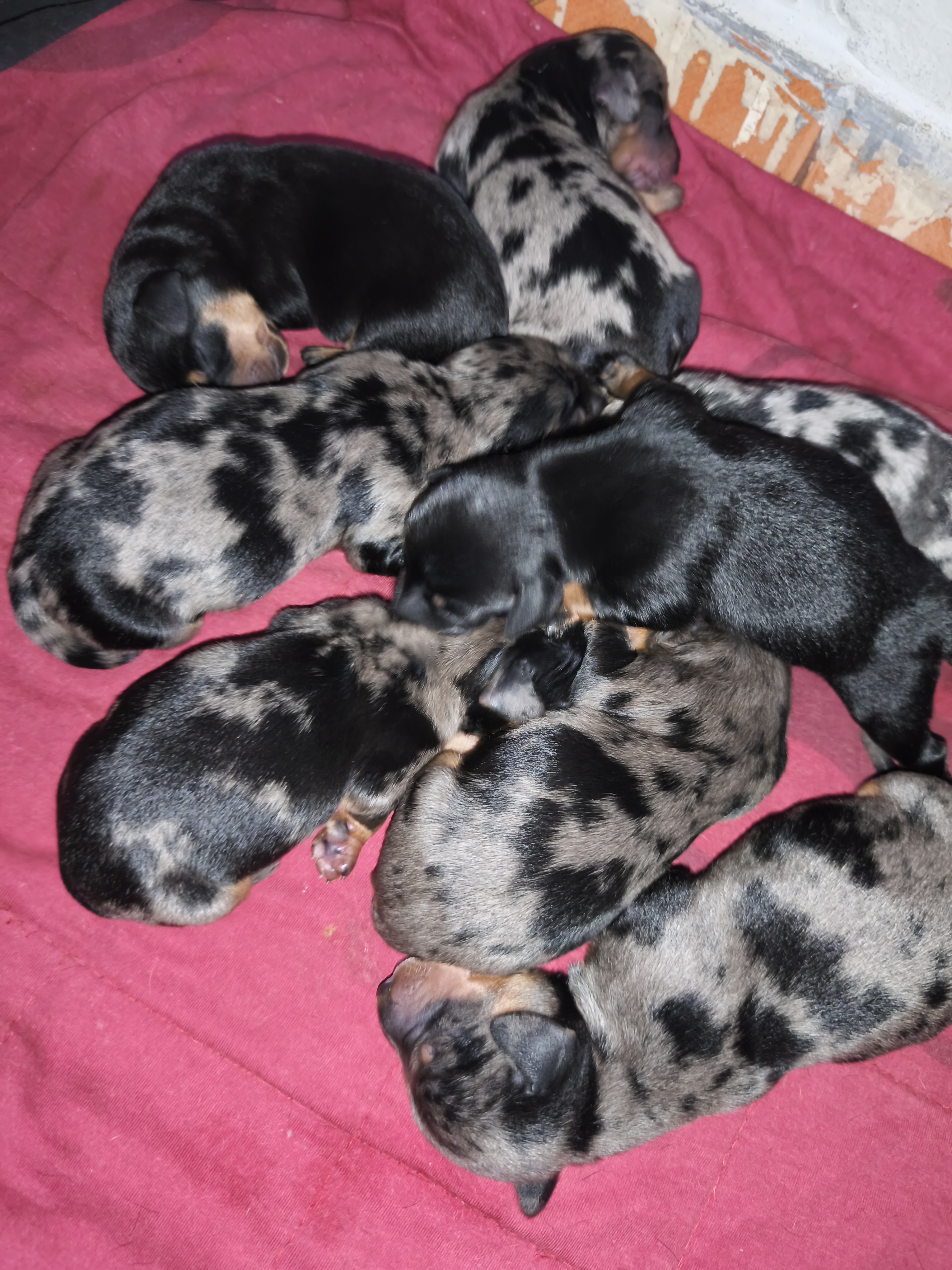 Portal Vendocão Venda de filhotes de Basset salsicha  Santa Mariana