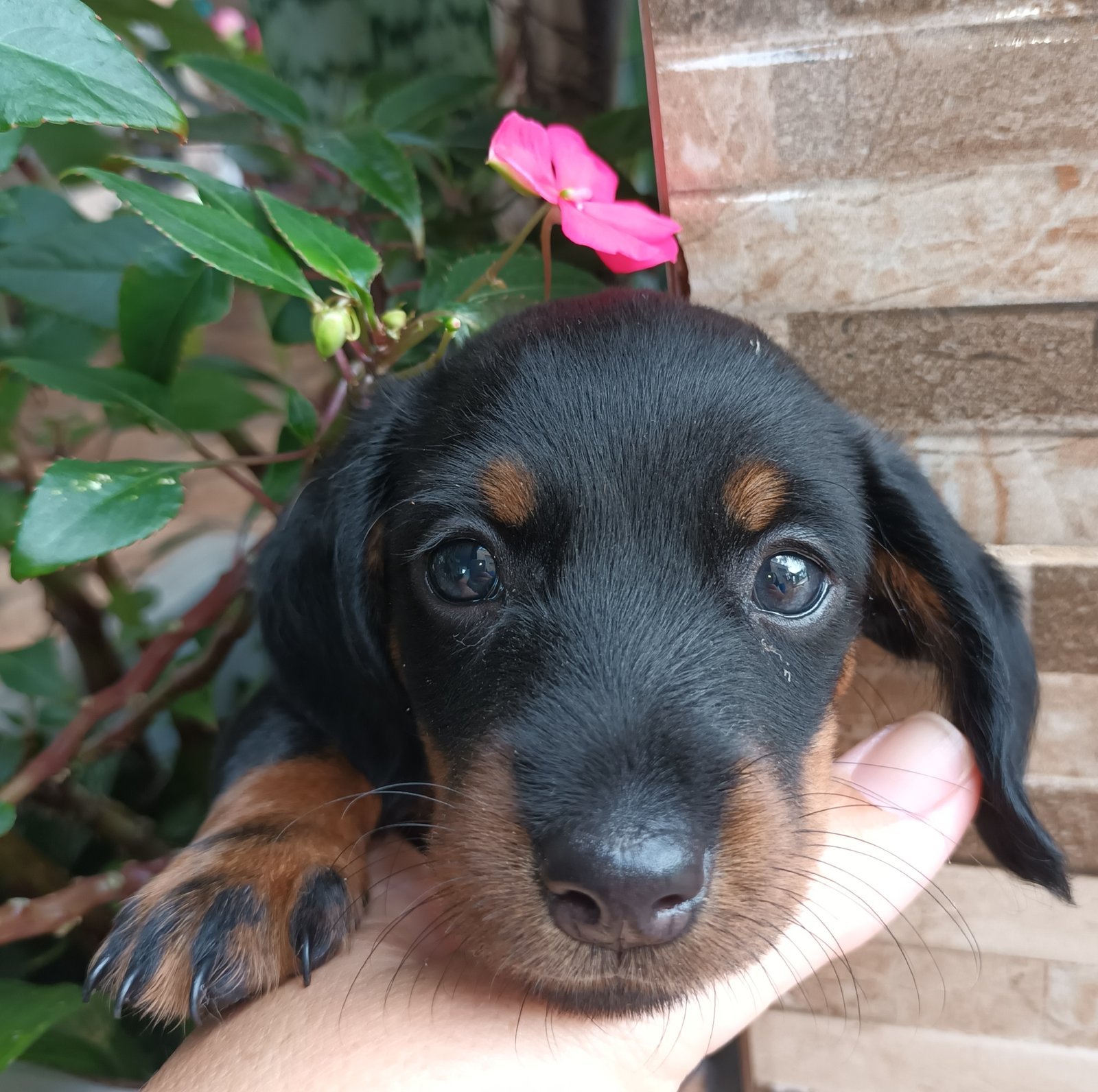 Vendo filhote Daschund - Foto 1