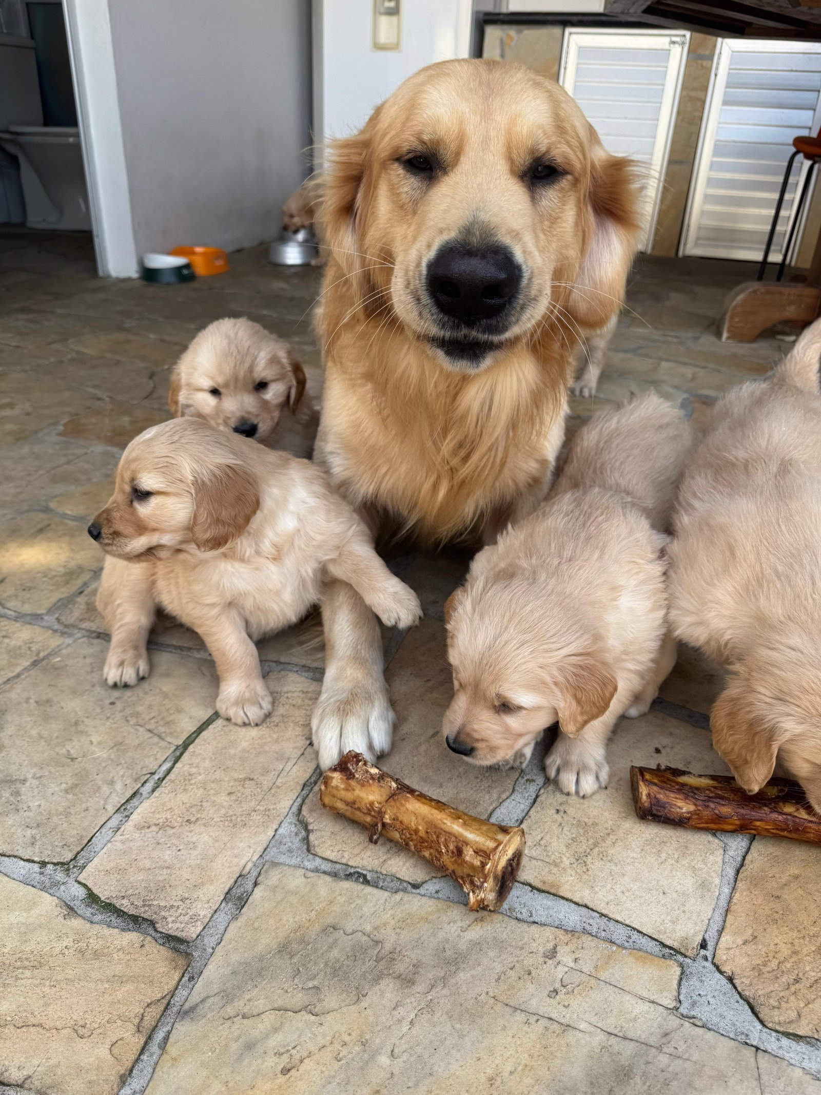 Vende-se filhotinho de Golden Retriever  - Foto 2
