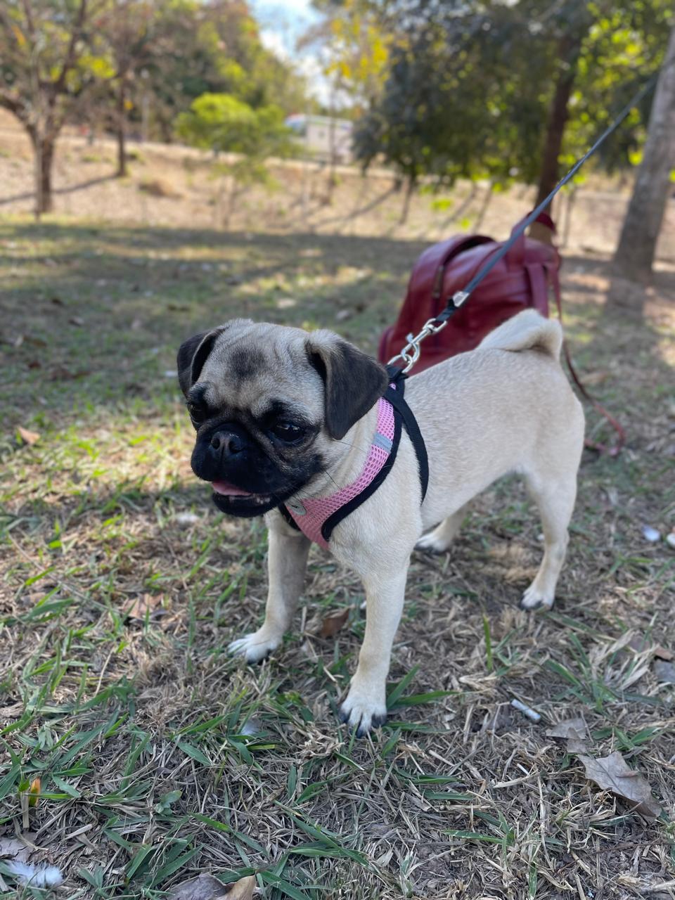 Portal Vendocão PUG MINI Belo Horizonte