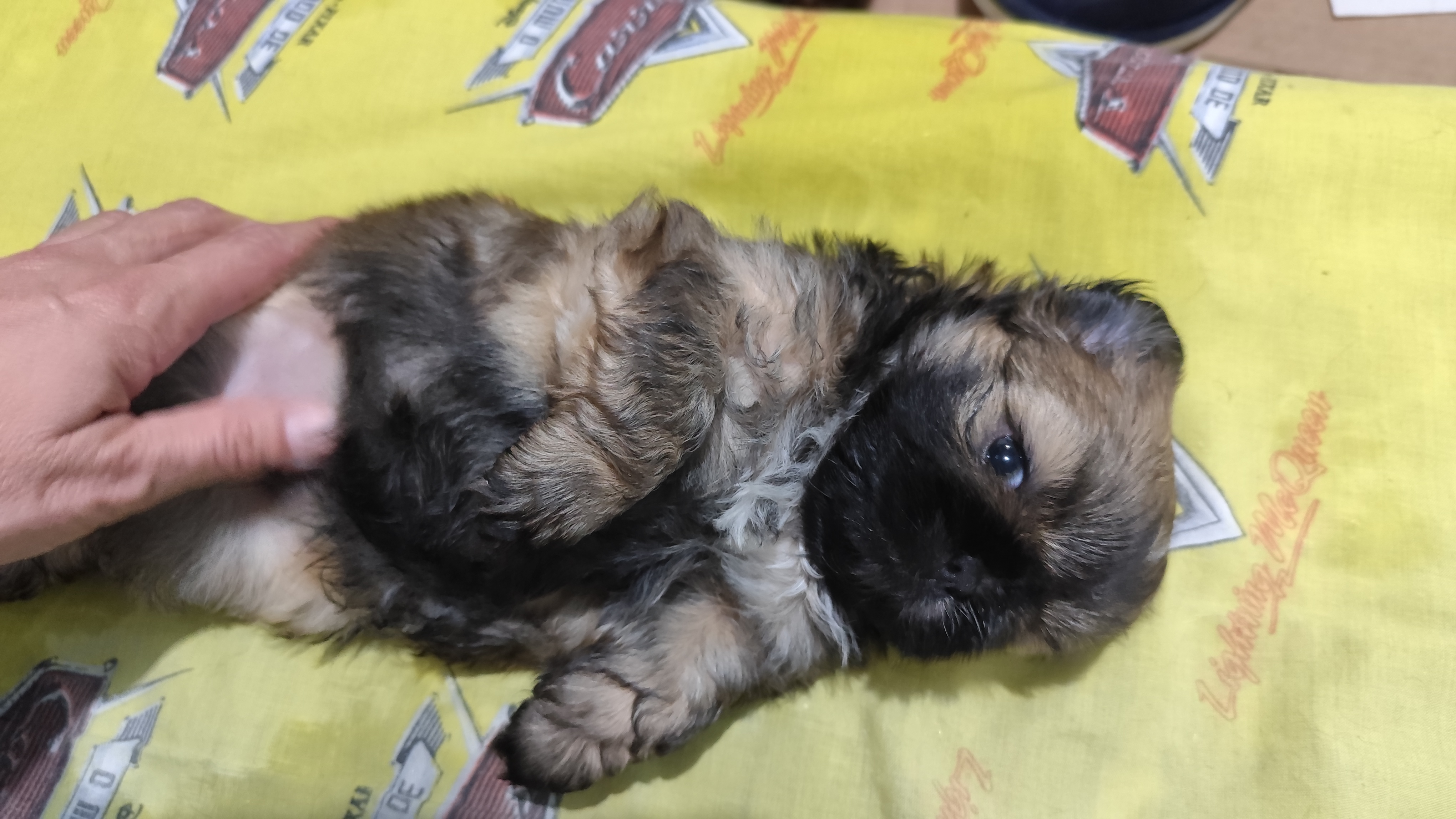 Portal Vendocão Filhotes de Shih tzu  VIAMAO 