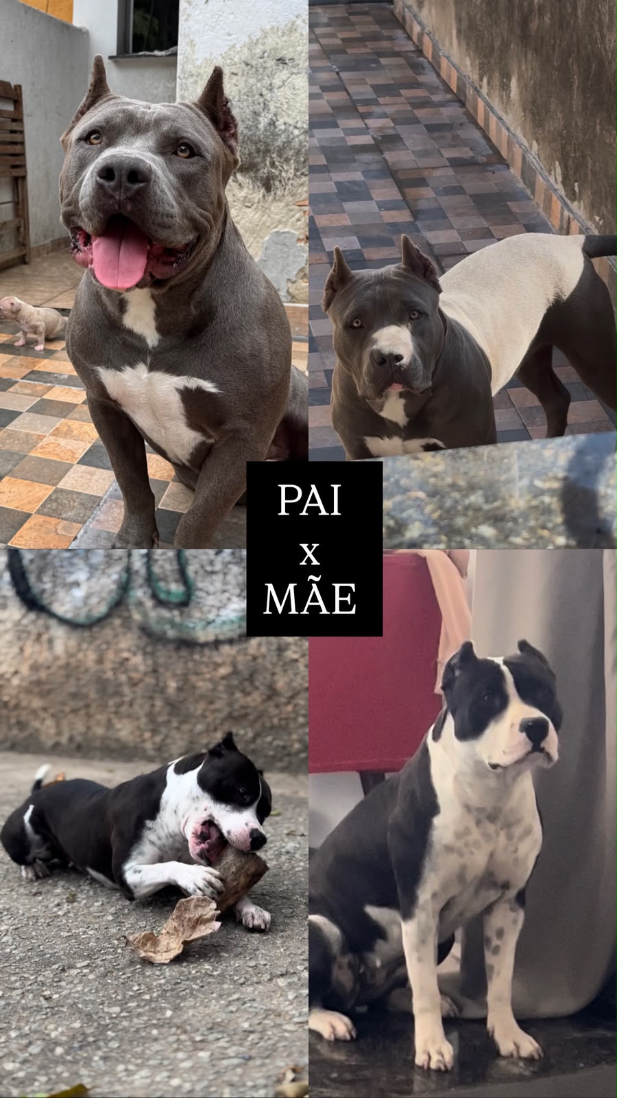 Filhotes American bully - Foto 3