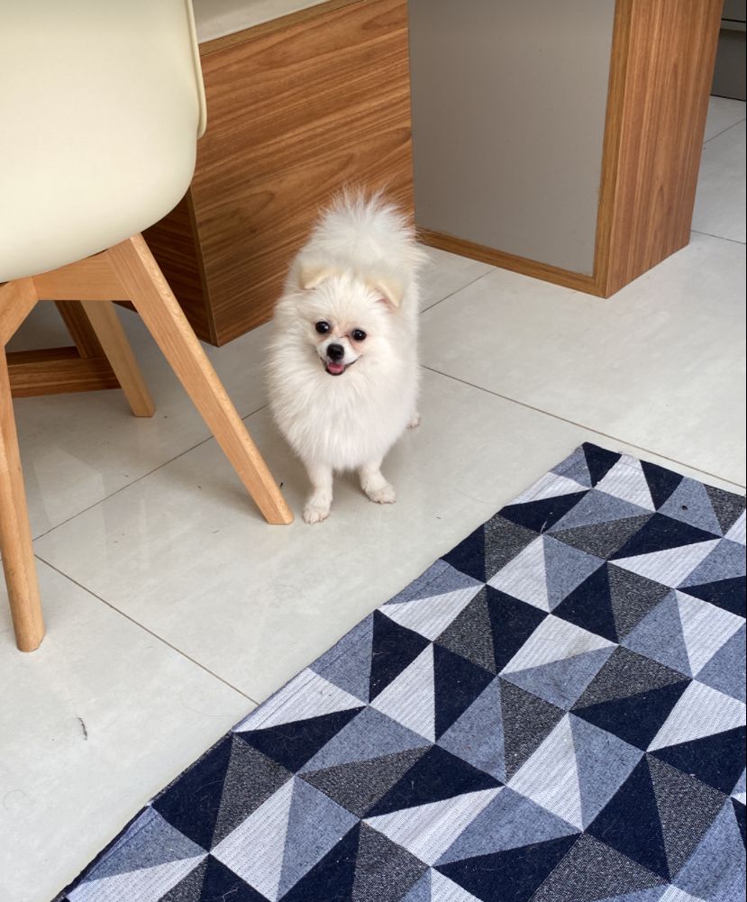 Portal Vendocão Cachorro  Vila velha 
