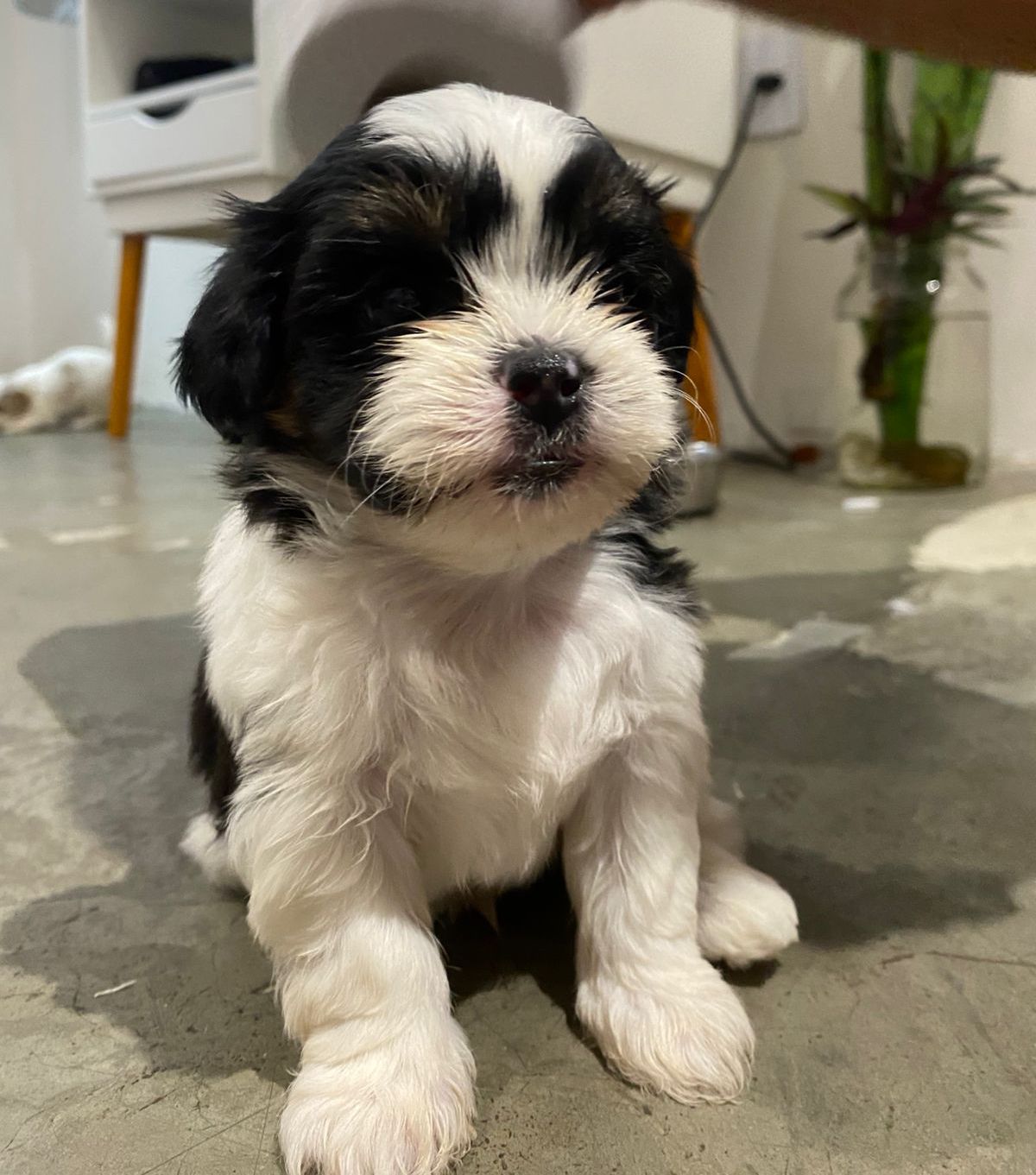 Vende se shih tzu - Foto 2