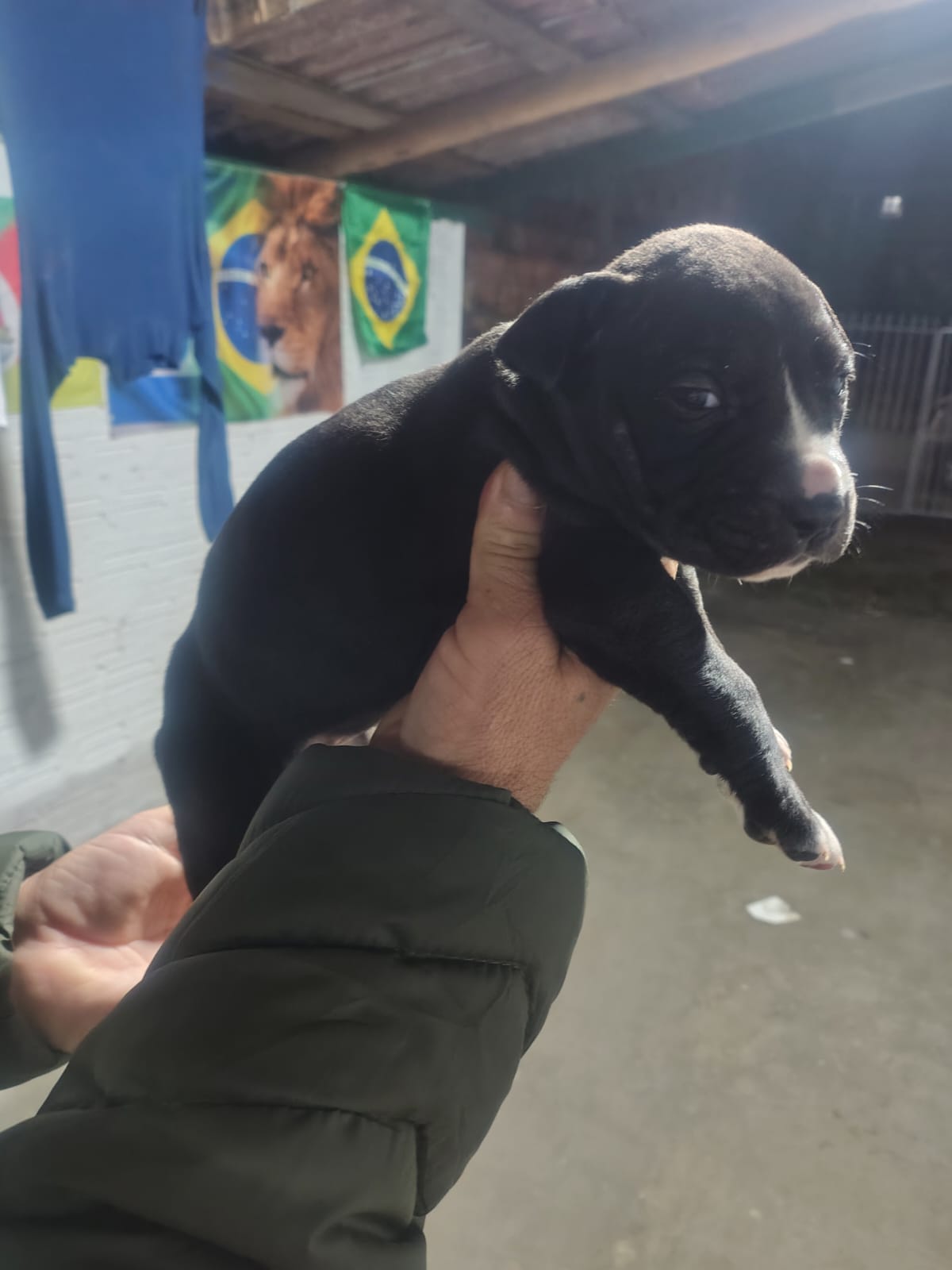 Filhote de Pit Bull  - Foto 1