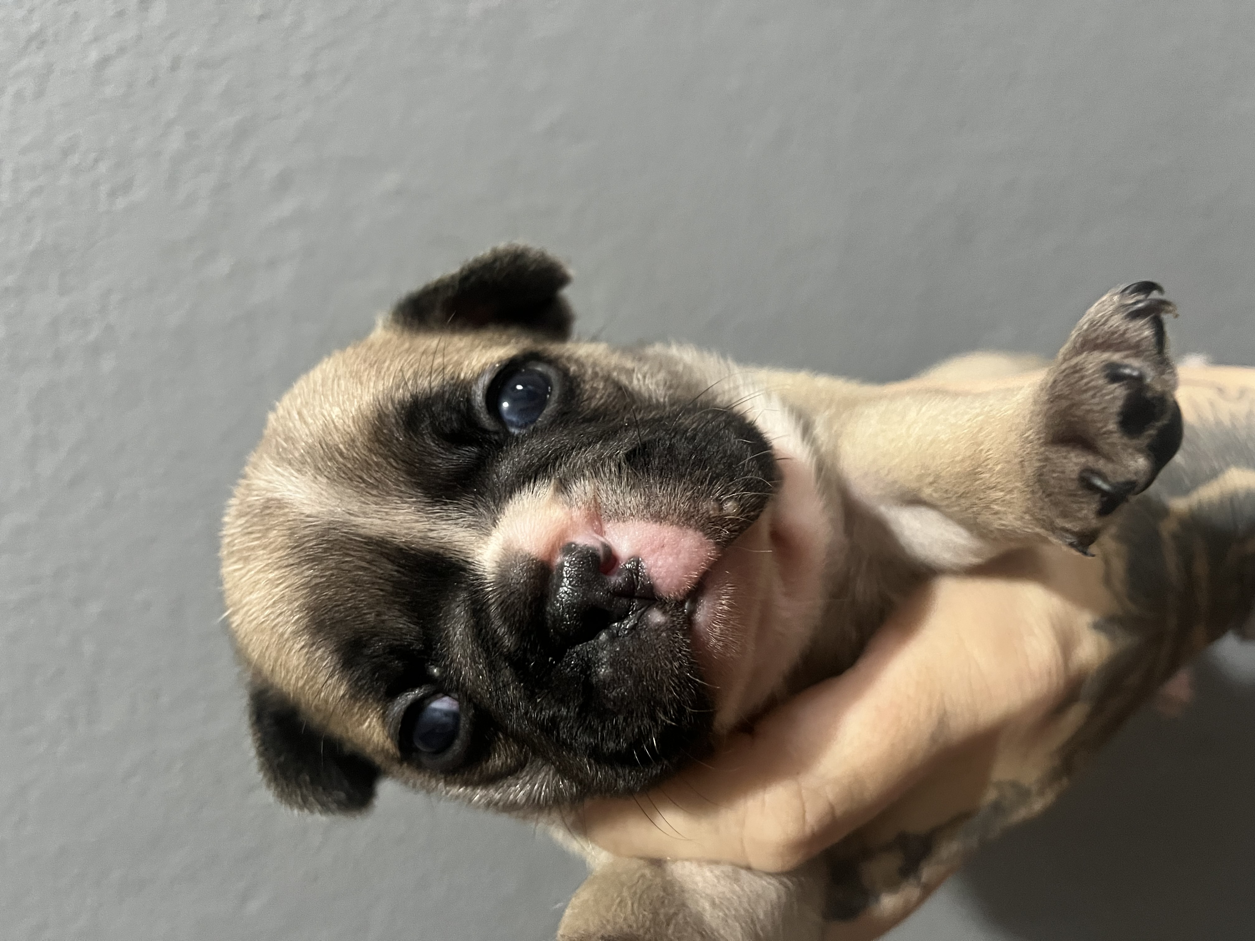 Buldogue francês  - Foto 3
