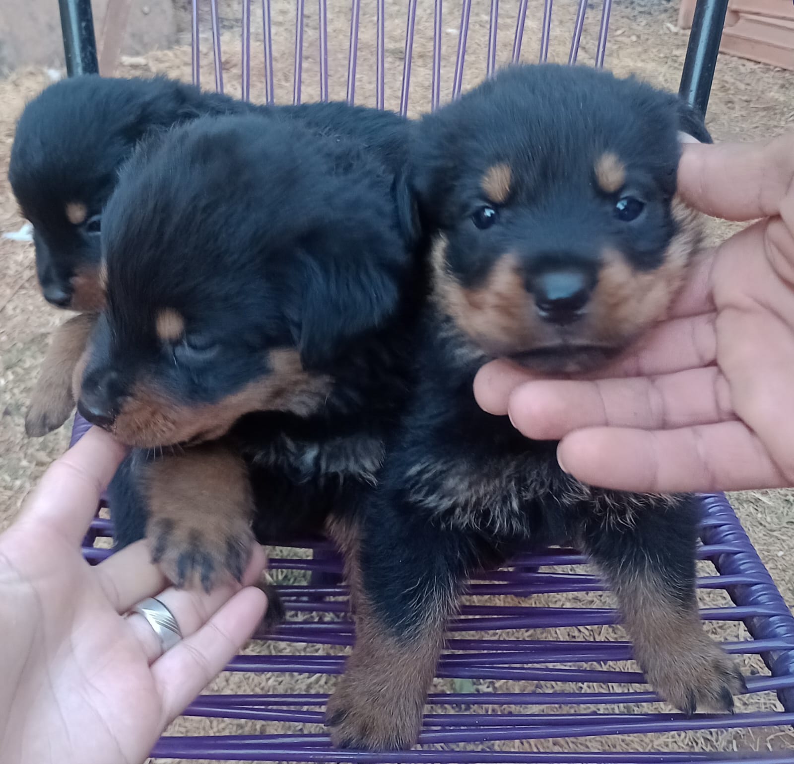 Portal Vendocão Filhotes Rottweiler  Águas lindas de Goiás 