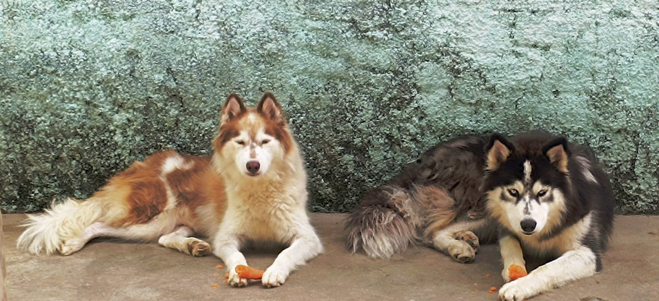 Husky Siberiano  - Foto 2