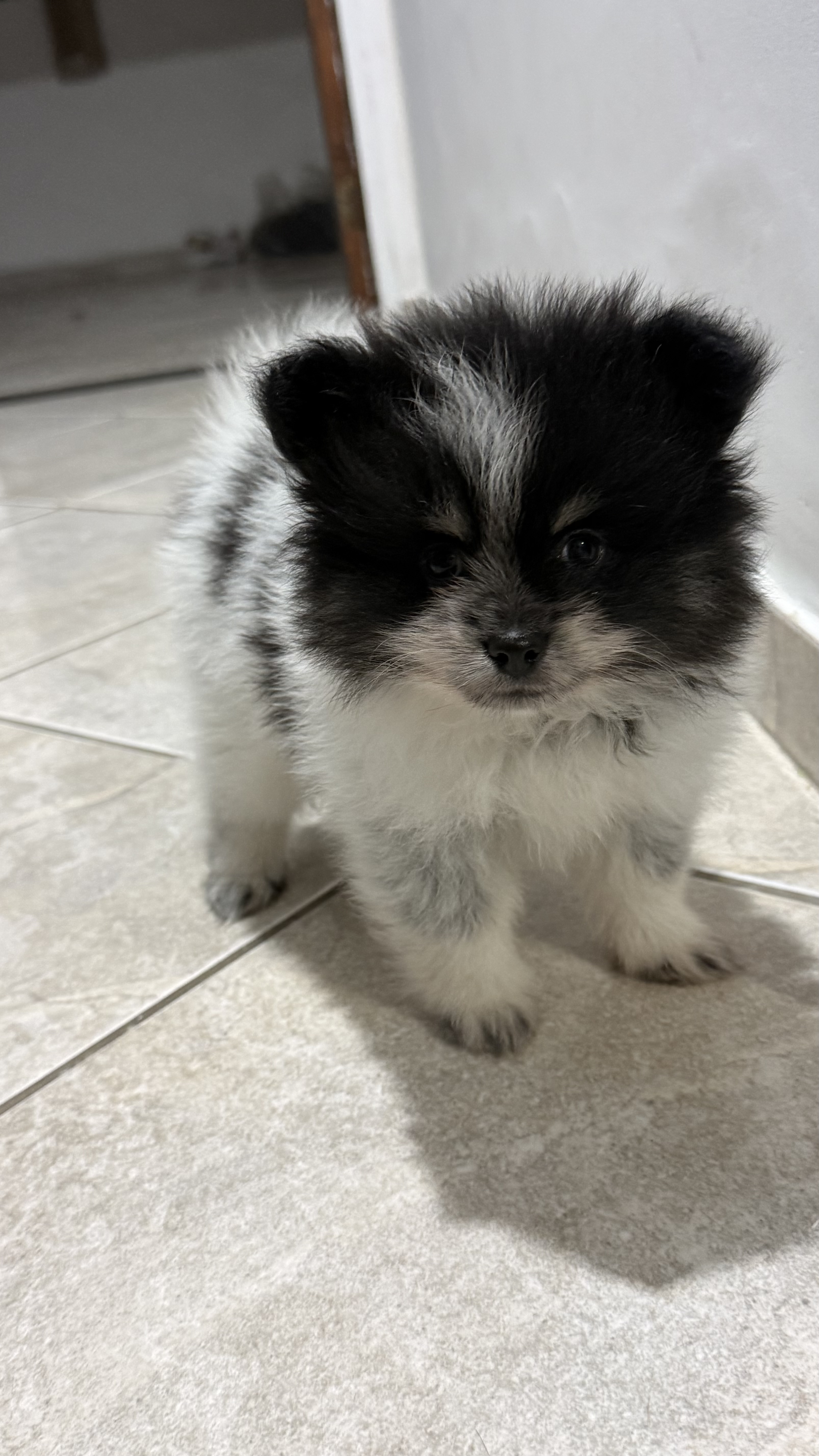 Lulu da Pomerania anão - Foto 2