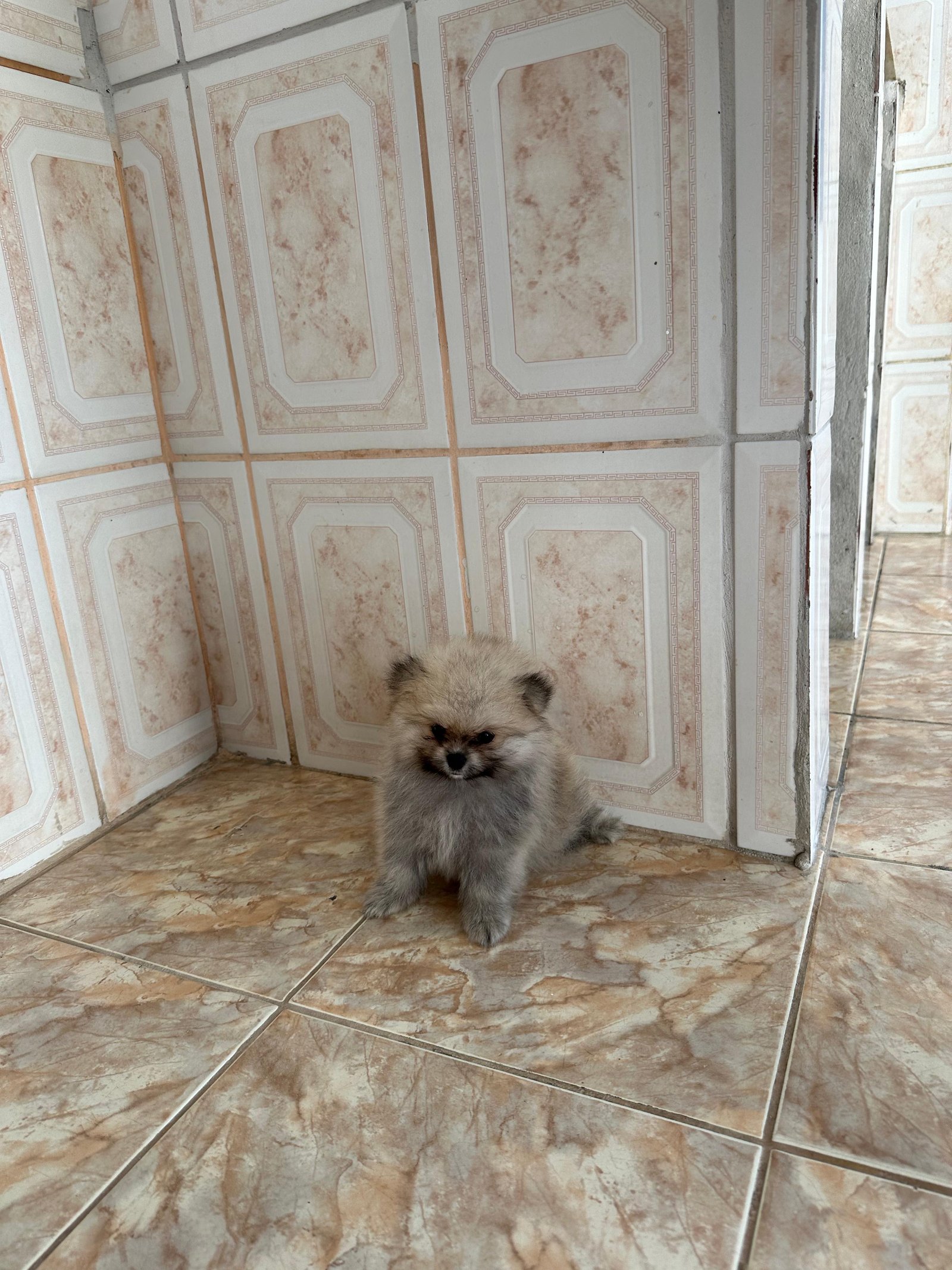 Vendo Spitz Alemão Lulu da Pomeranea - Foto 2