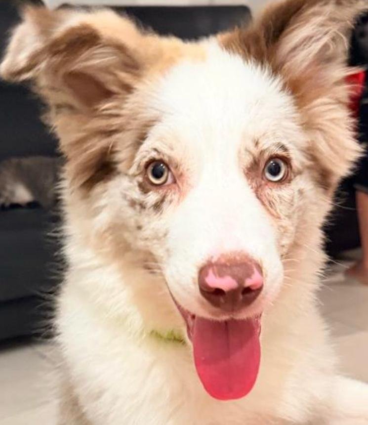VENDO BORDER COLLIE, 05 MESES, VACCINADO