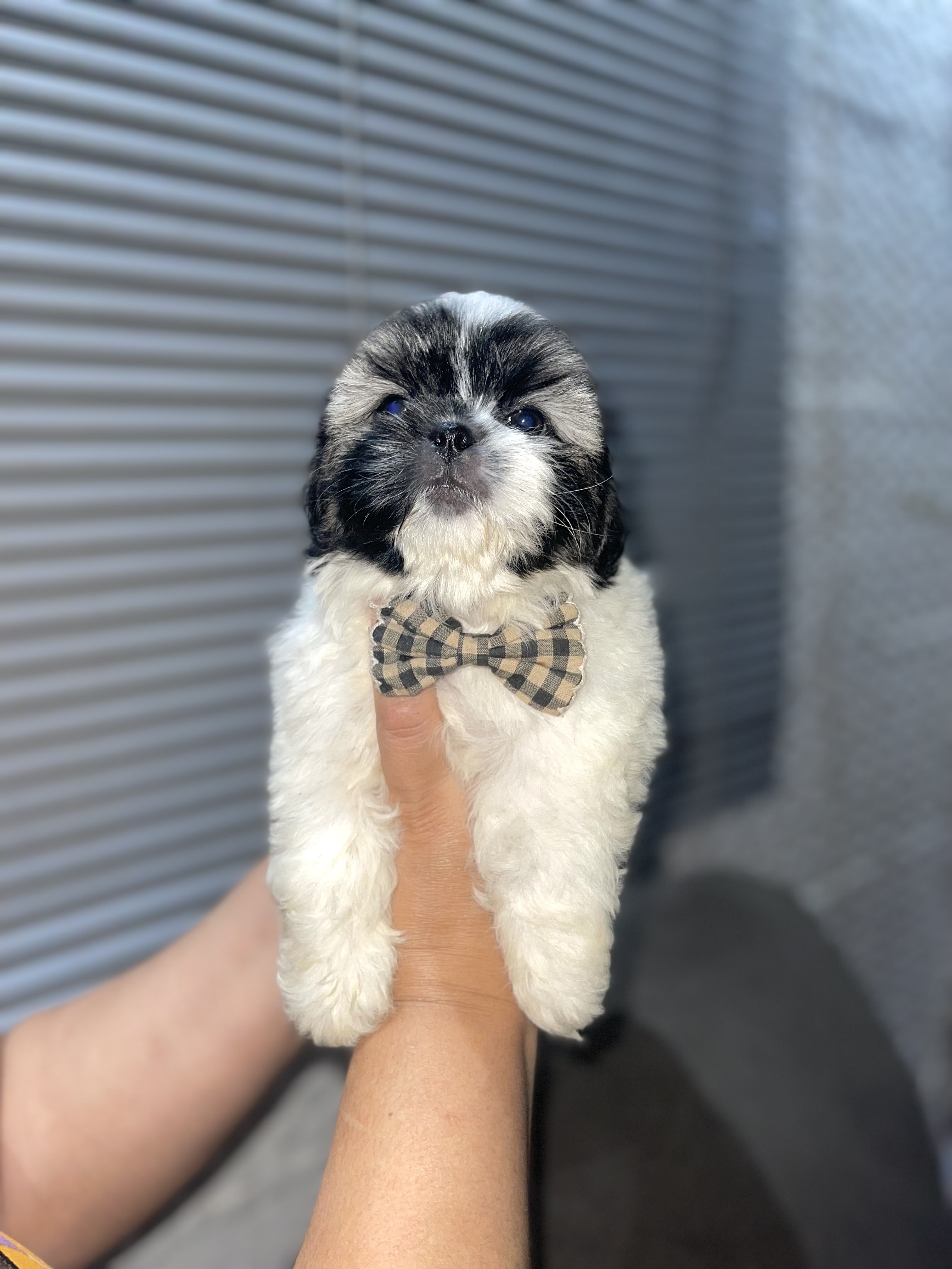 Portal Vendocão Filhote de Shihtzu Puro Maceió