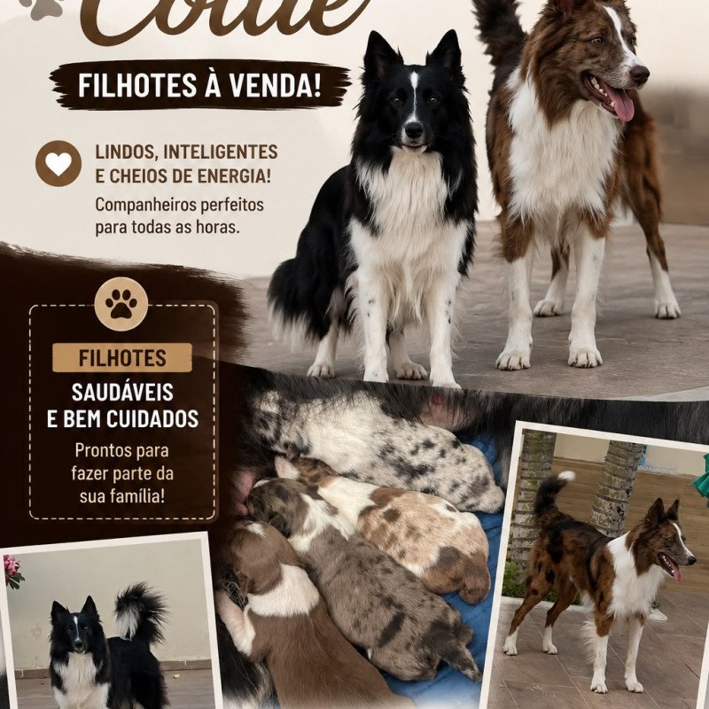 filhotes border collie puro top linhagem exposição *reserva*