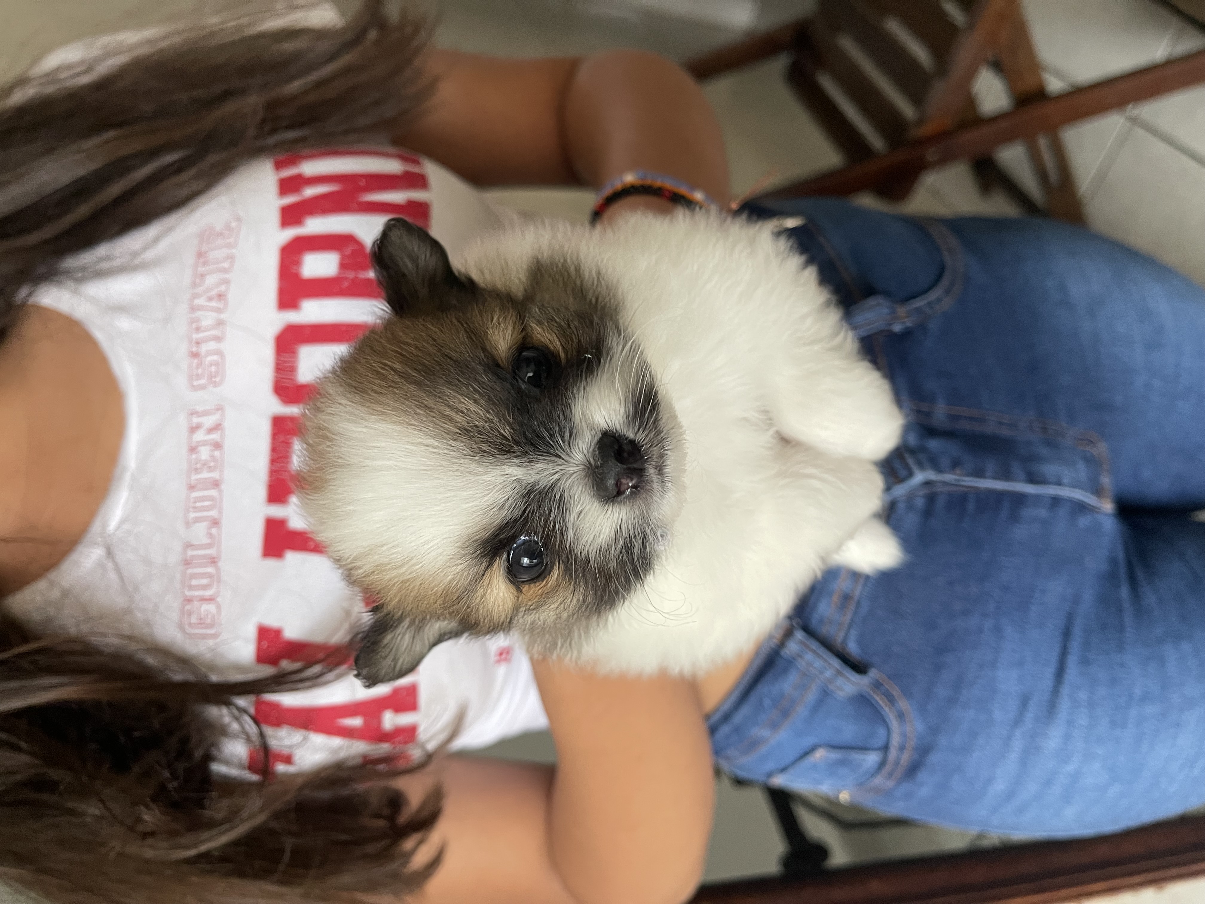 Portal Vendocão Lulu da Pomerânia - 40 dias  São Paulo 