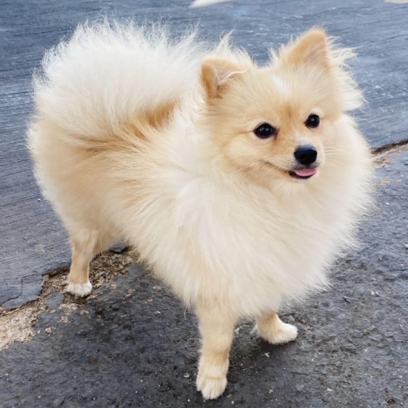 Spitz Alemão - Foto 1
