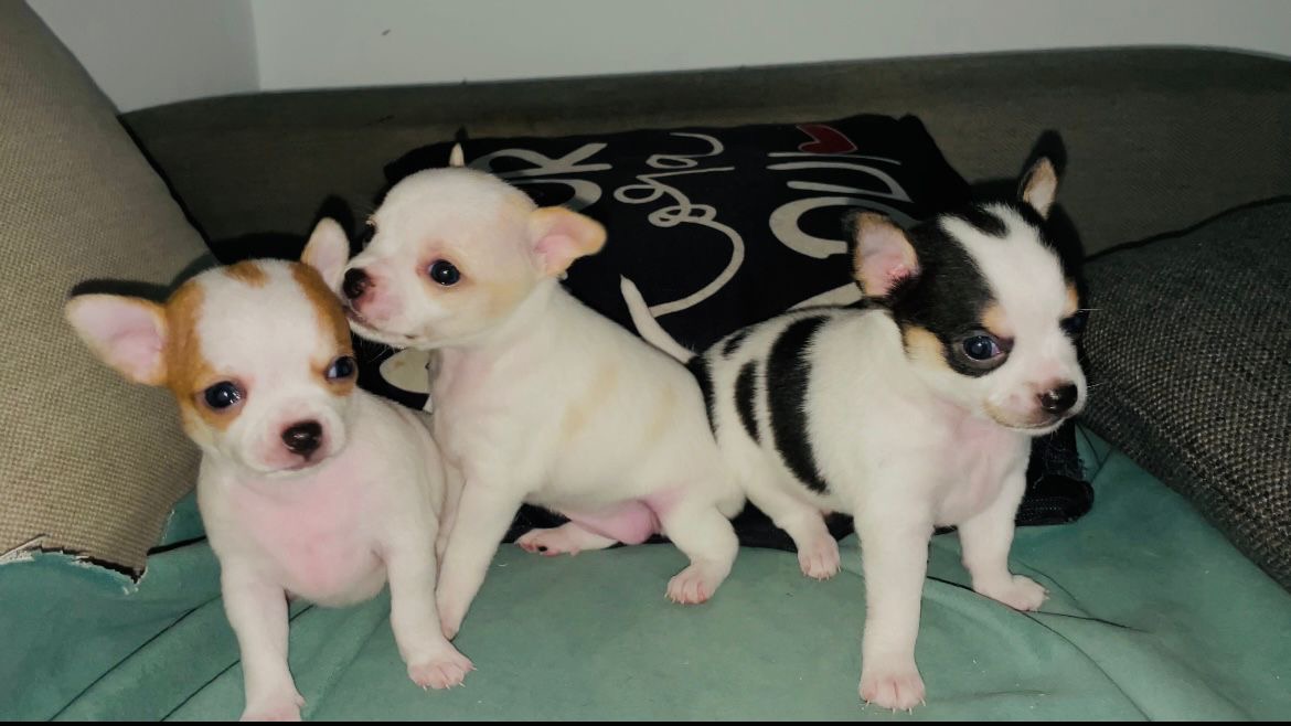 Portal Vendocão Chihuahua Pelo Curto - macho & femea Rio de janeiro