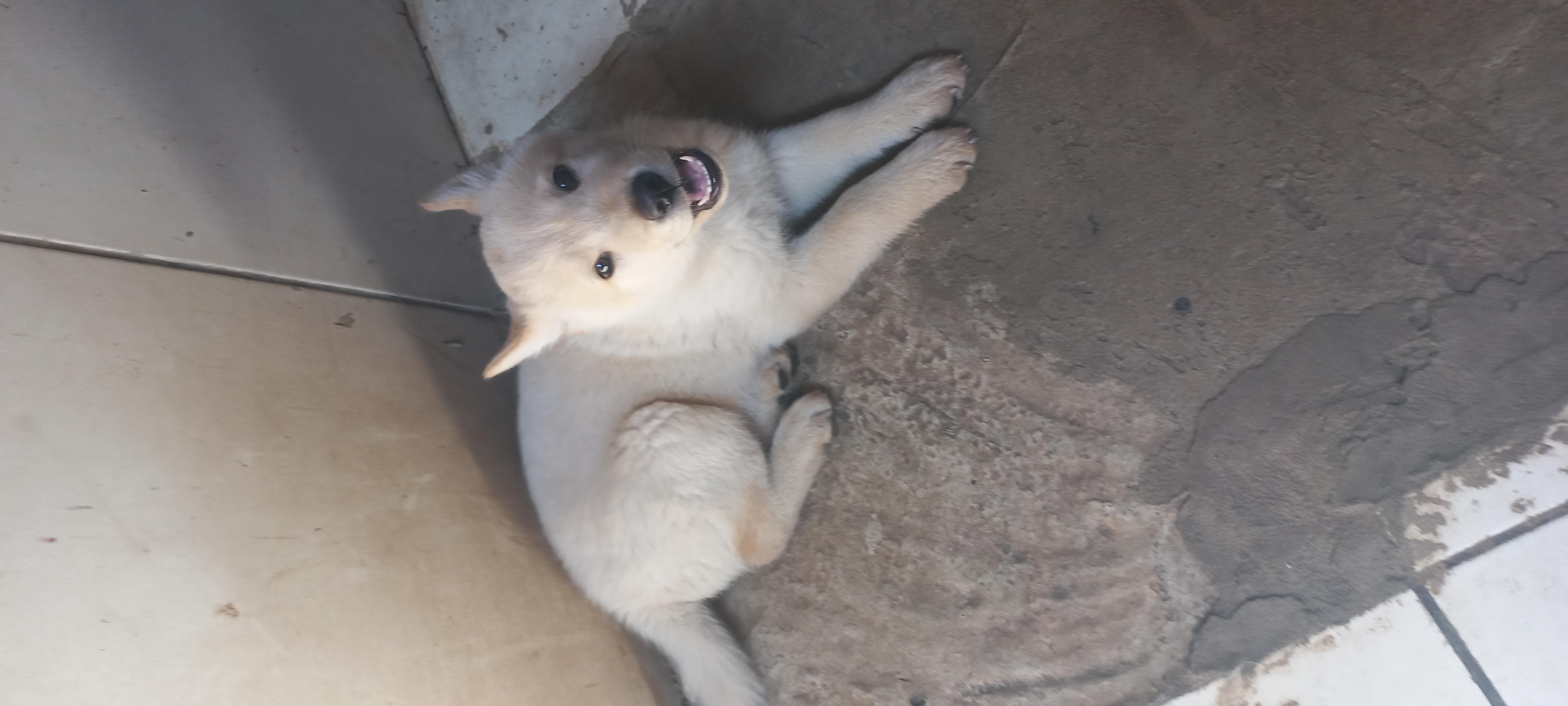 Portal Vendocão Chow Chow com Akita  Cuiabá