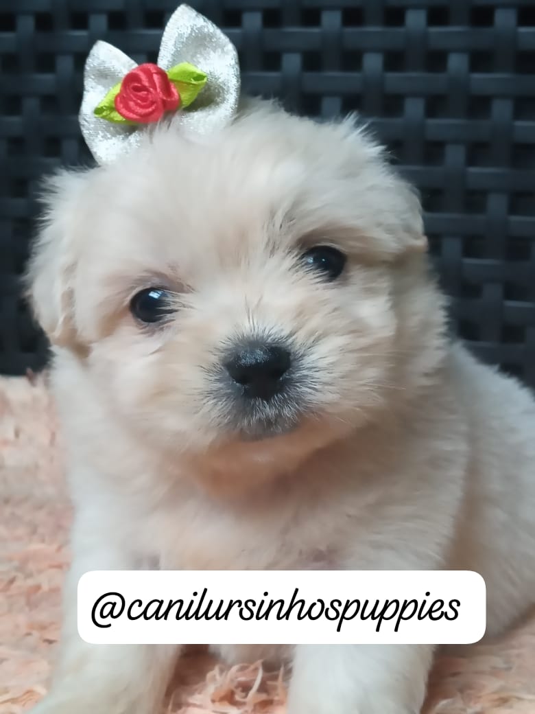 Portal Vendocão lhasa apso adquira hoje seu bebe #canilursinhospuppies  santos 
