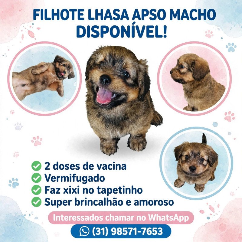 Lindo filhote Lhasa Apso