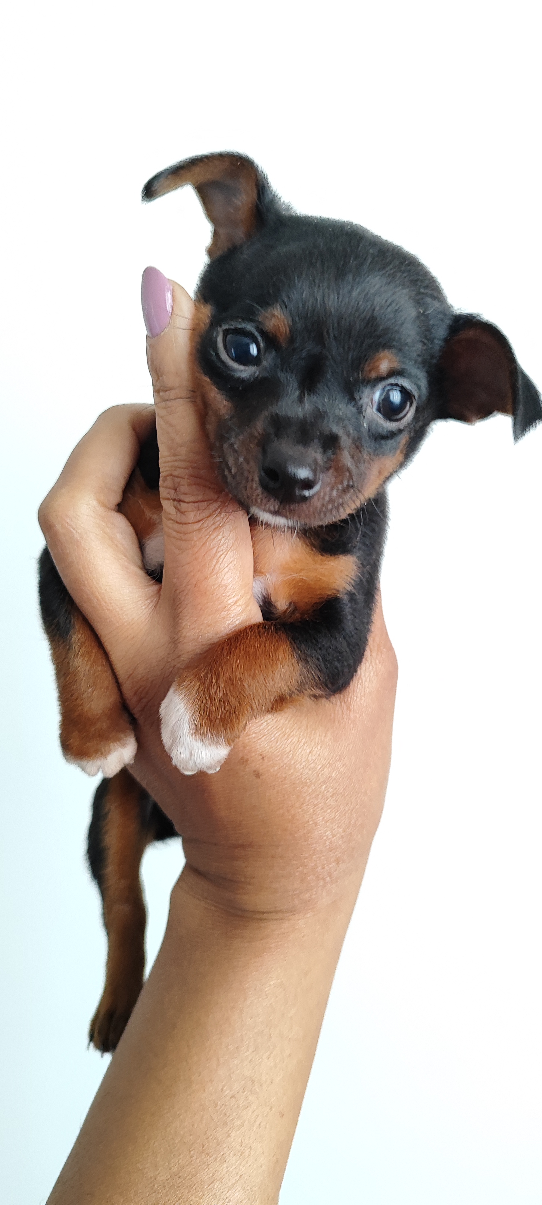 Portal Vendocão Filhote Pinscher Miniatura  Belo Horizonte