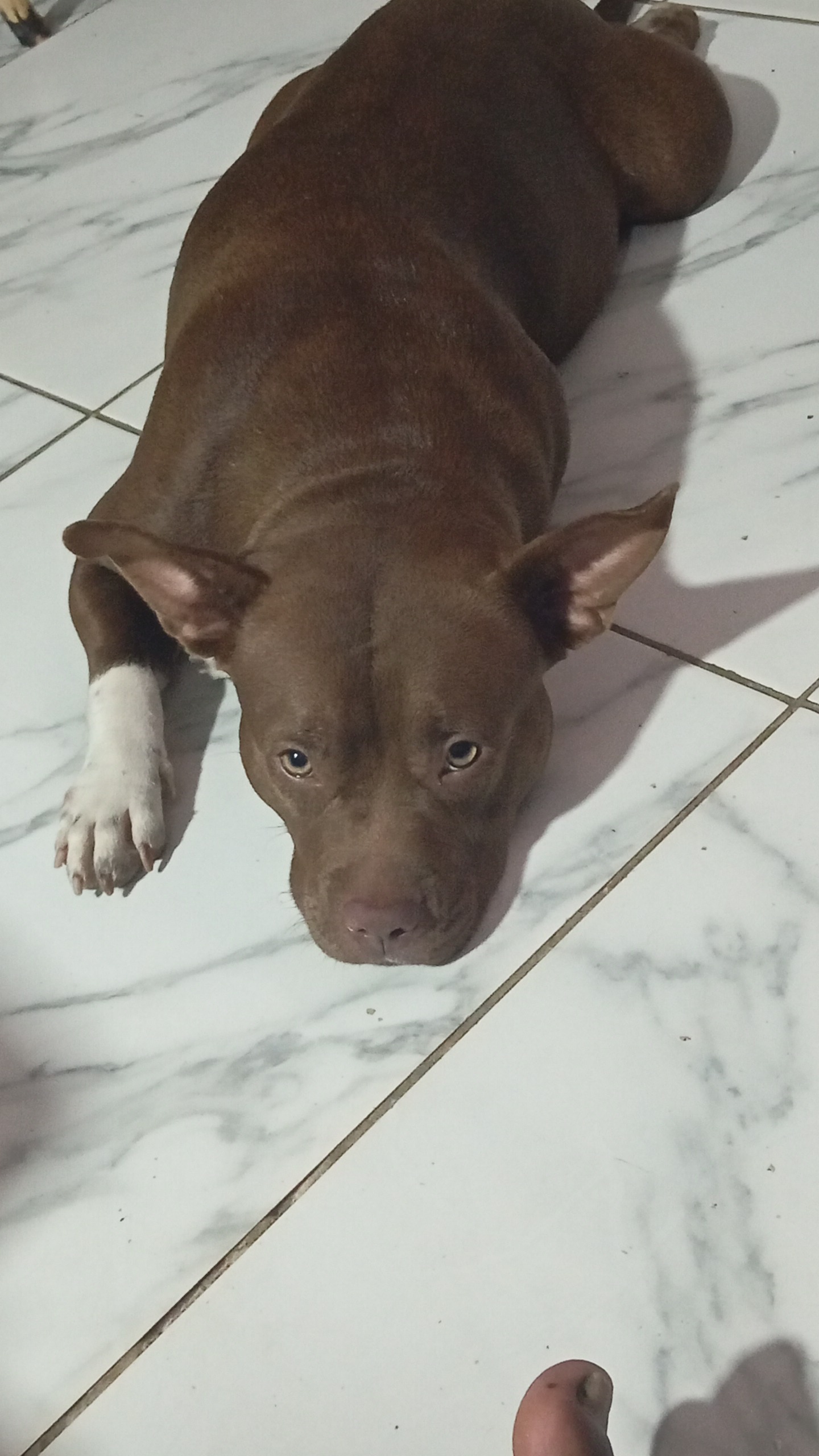 Portal Vendocão Vendo dois filhotes de Pitbull lindos eles são pitibull puro mãe uma pitibull rebaixada o pai um pitibull terrier, eles já tomaram o remédio de verme  Recife
