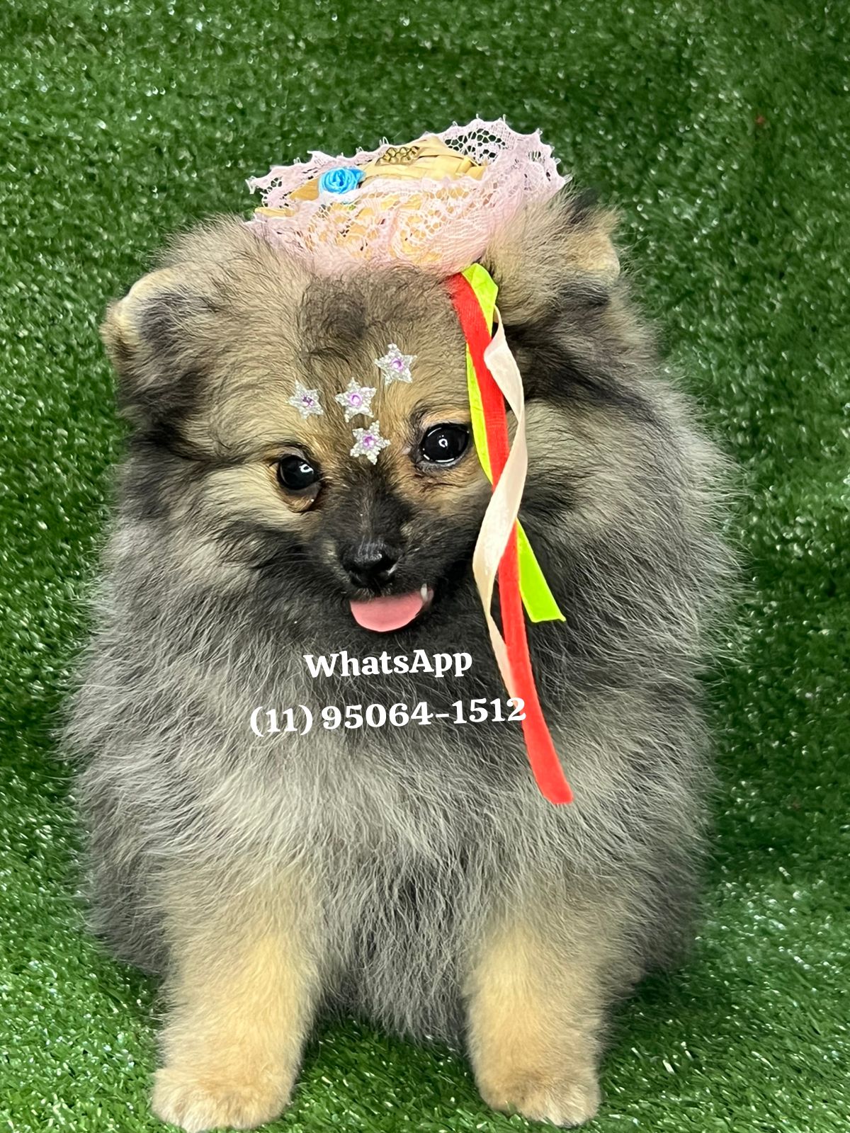 Portal Vendocão Spitz alemão Lulu da Pomerania  São Paulo
