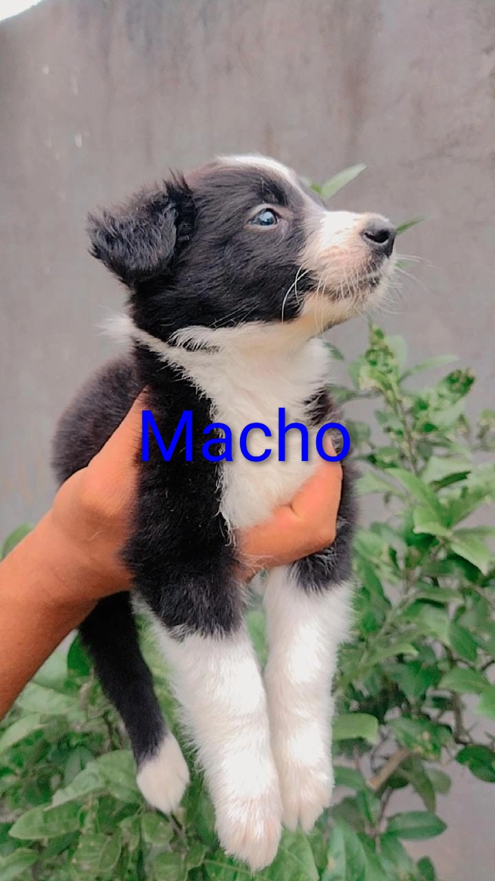 Portal Vendocão Filhotes Border Collie  Paulínia
