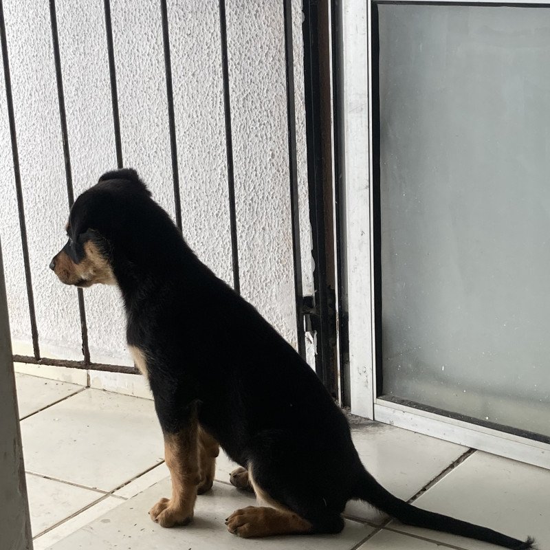 Pastor alemão com rottweiler - Foto 2