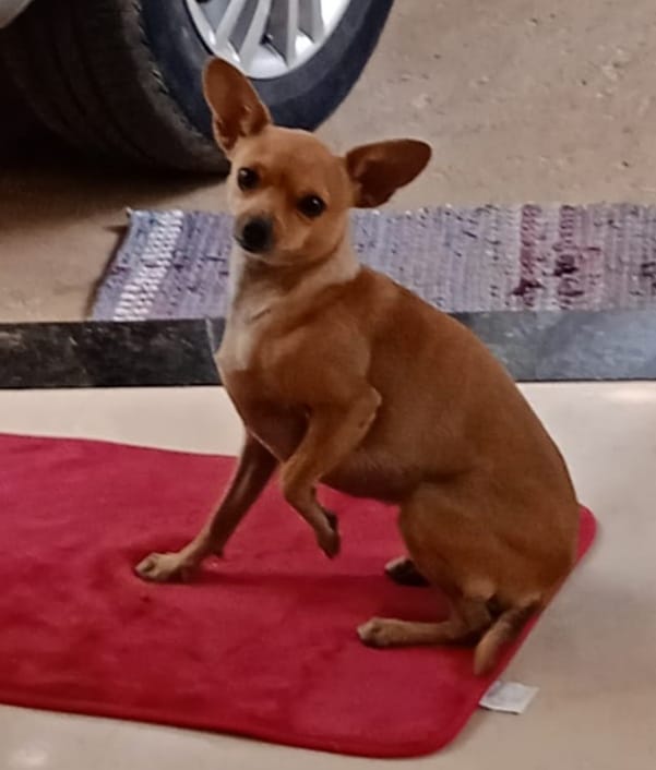 Portal Vendocão Vende-se Cadela da Raça Pinscher Hidrolândia