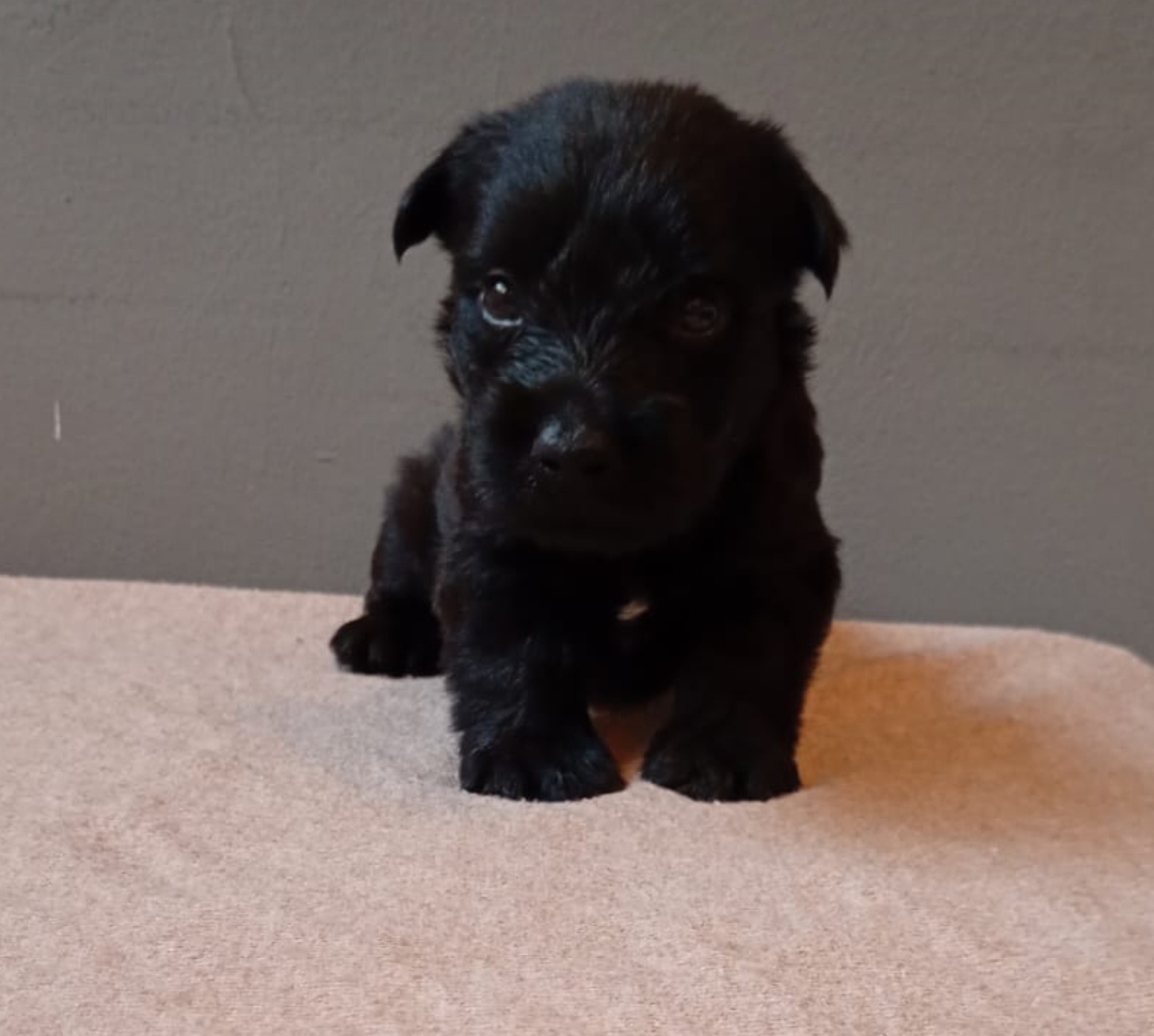 Portal Vendocão Venda de filhotes scottish Terrier  Salvador