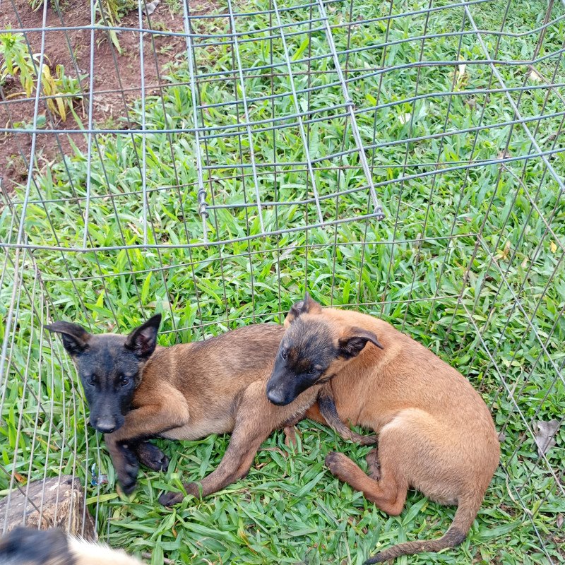 Vendo lindos filhotes de pastor belga malinois