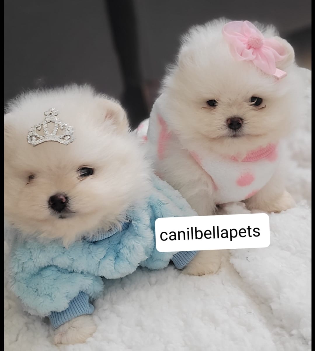 Portal Vendocão Filhotes lindos de lulu da pomerania para venda Betim