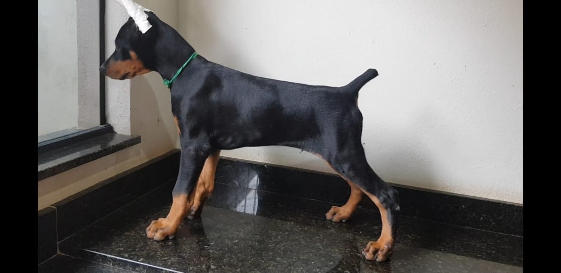 Portal Vendocão Lindos Filhotes Doberman padrão tops Vinhedo