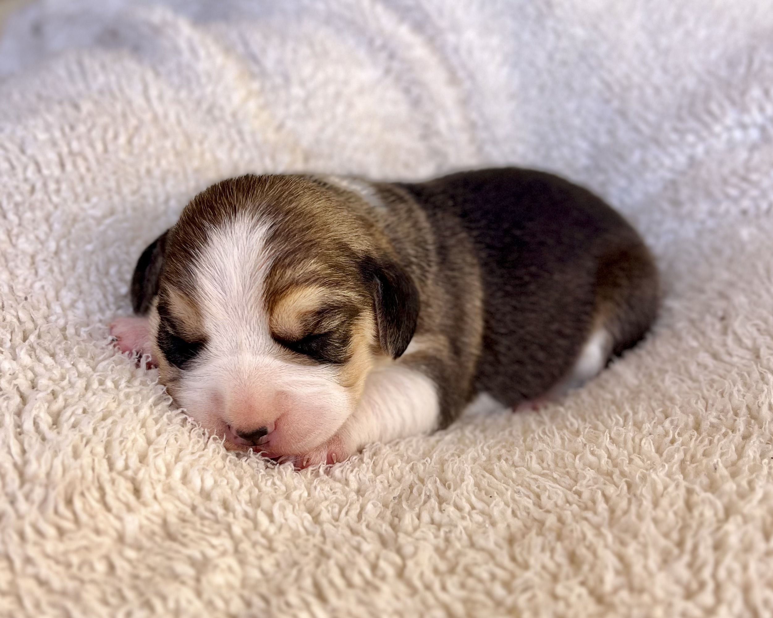 Beagle - Foto 2