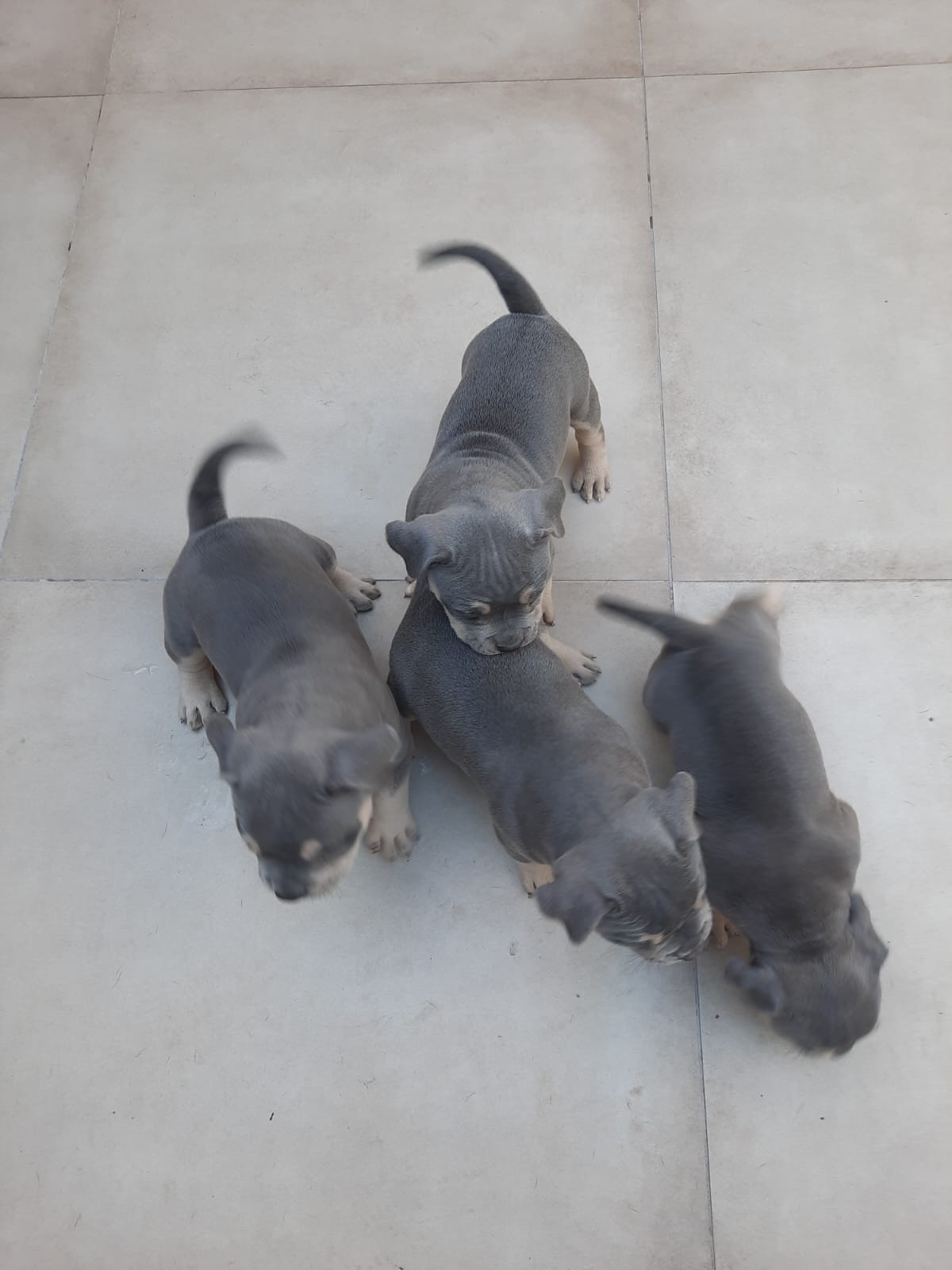 Portal Vendocão Filhotes de american bully  Feira de Santana 